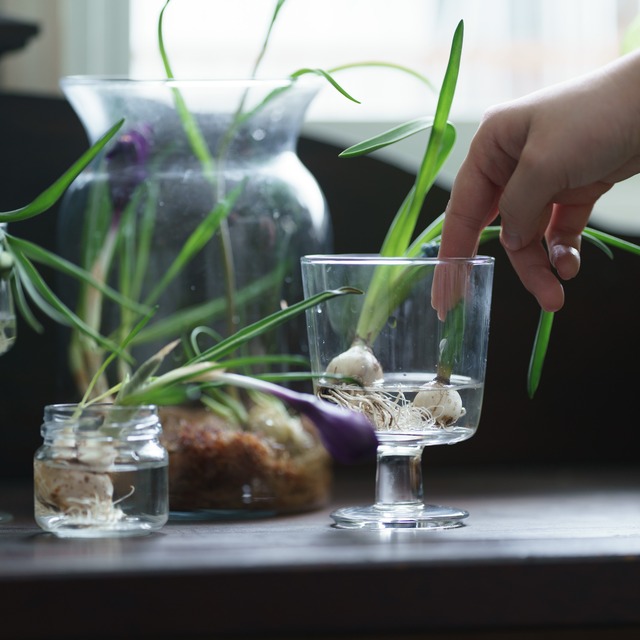 【秋田・富山産】春を呼ぶ 5種の球根アソート（水耕栽培ガイド・動画解説付き）