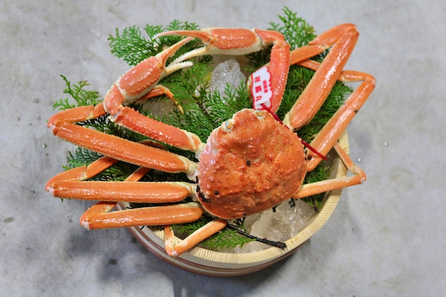 活〆ボイル松葉がに 大800g【港直送】