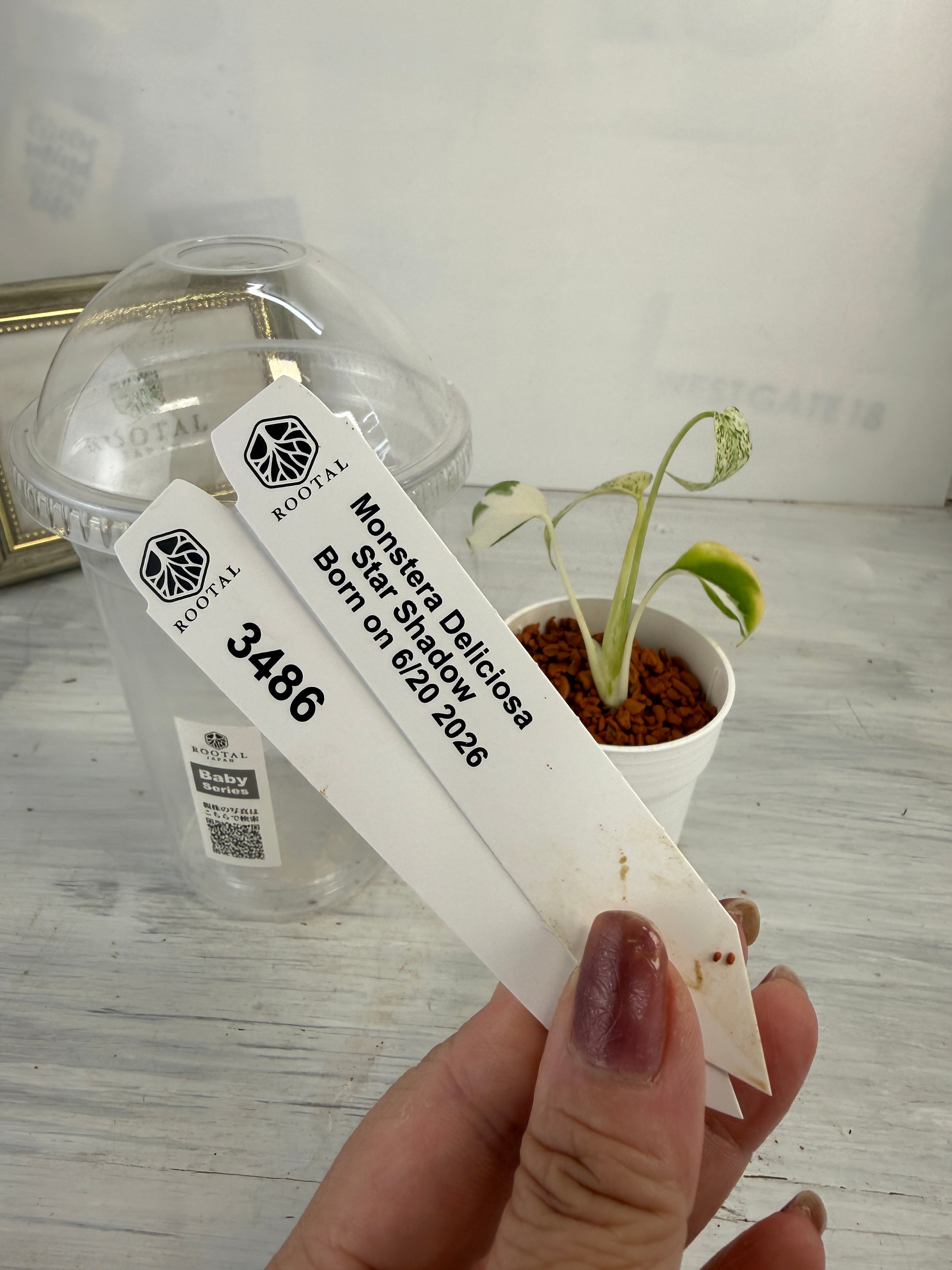 ROOTALPLANTS