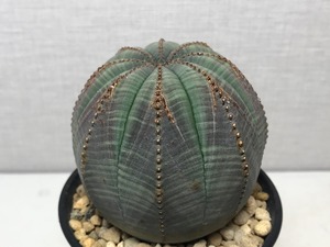 ユーフォルビア オベサ