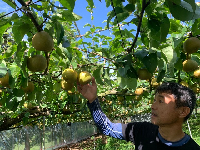 シャキッあま！　佐賀県伊万里市　斎藤さんの伊万里梨（品種リレー）