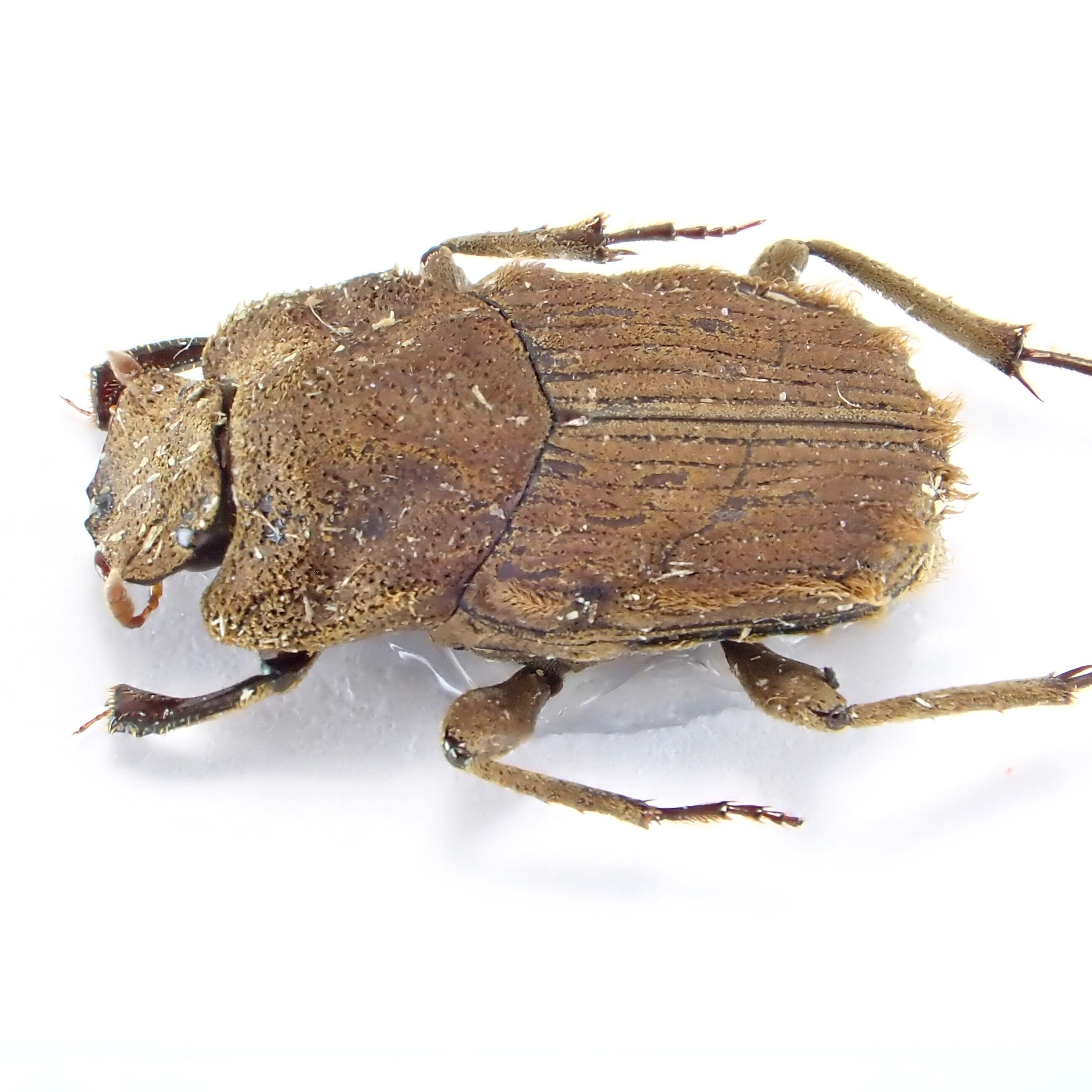 インド産 Drepanocerus sp. 1ex 8mm | 昆虫標本 Diggers & Rollers