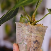 アンスリウム・レガレ / Anthurium Regale㉒│観葉植物