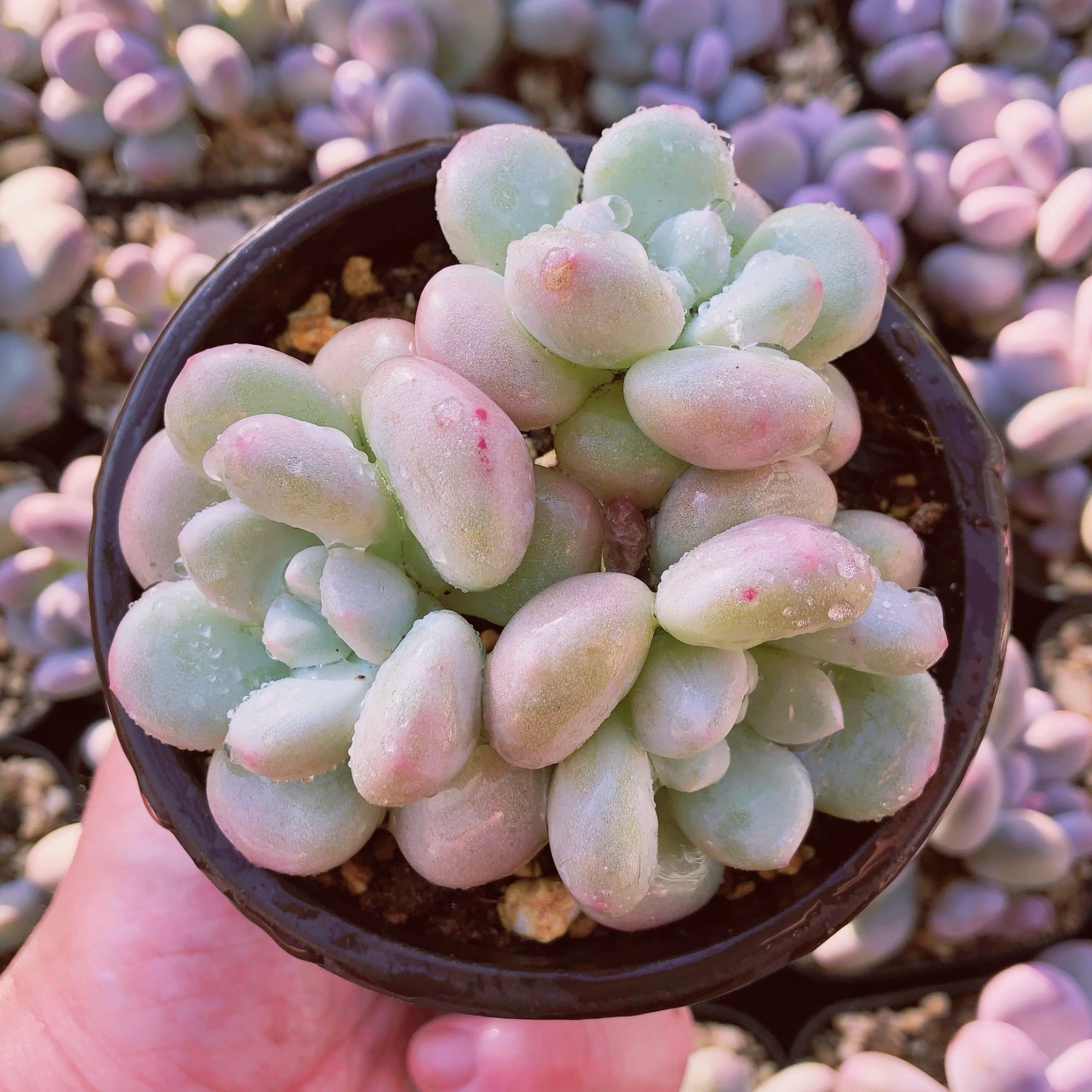 多肉植物　ニョイ　群生　