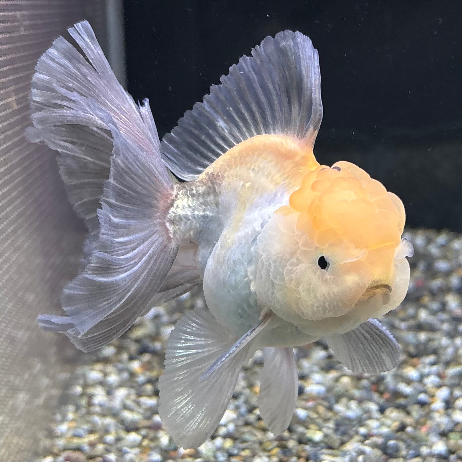 決まりました。】金魚 ローズテールオランダ 【公式通販】