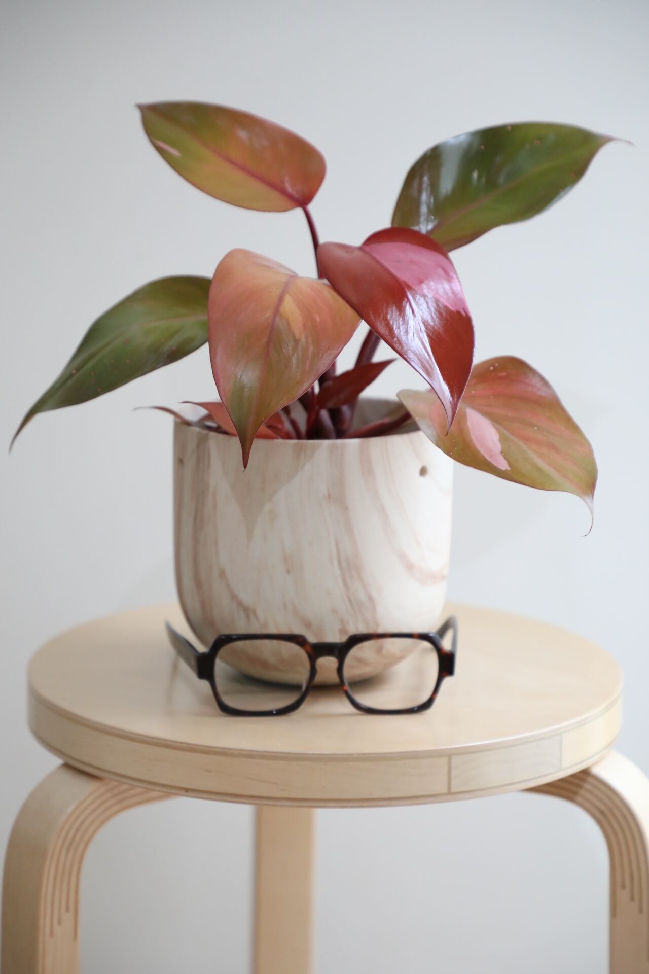 M】フィロデンドロン パーシモンプリンセス/Philodendron | 【厳選植物