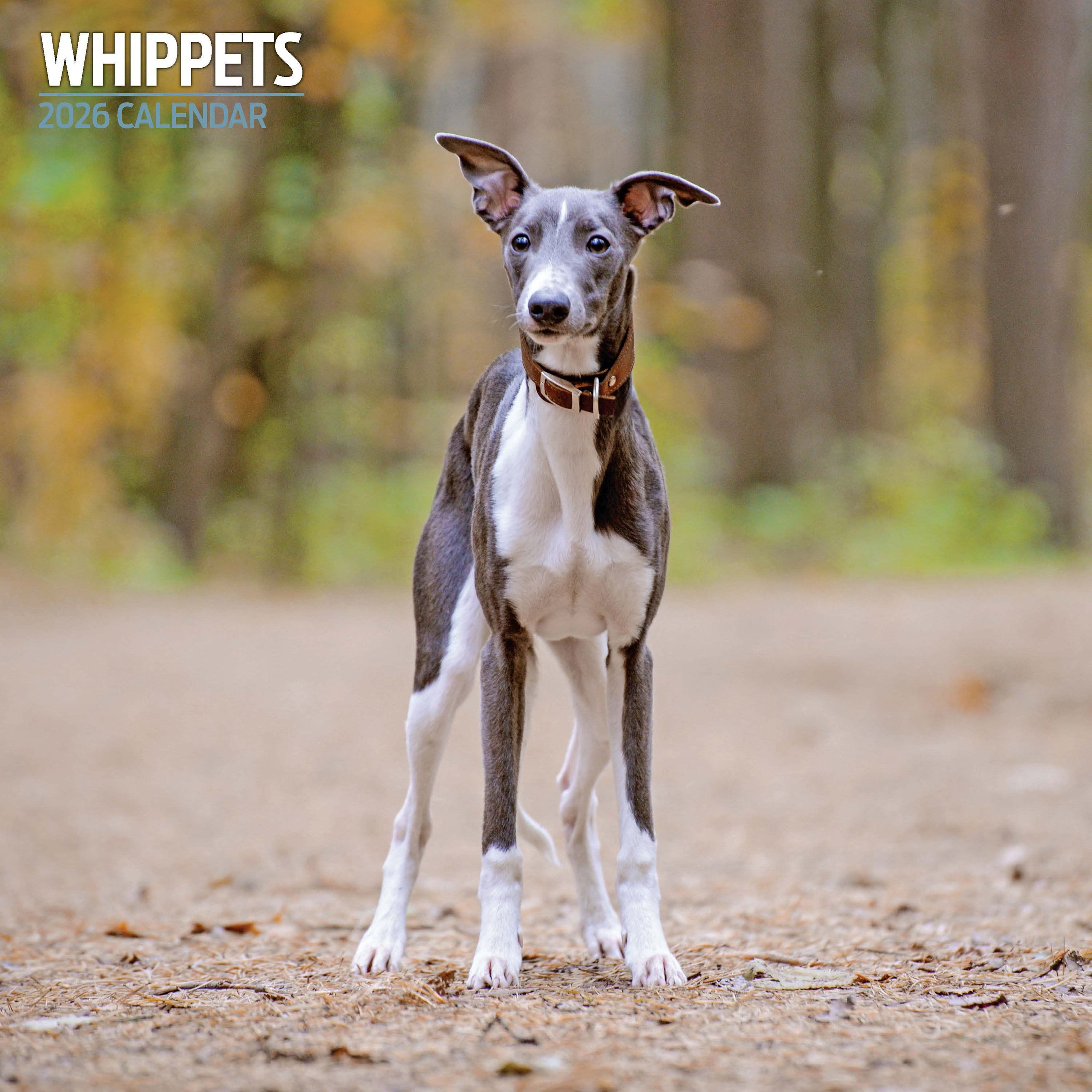 【2026年版】英国製犬種カレンダー【ウィペット Traditional】 2026年版