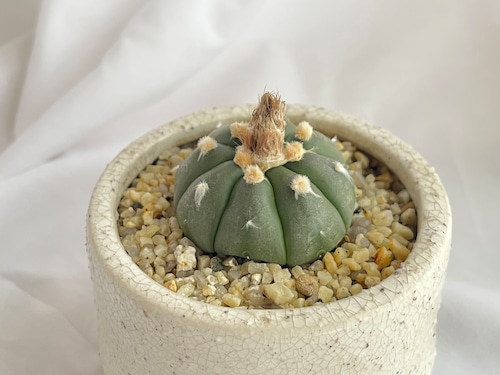 Astrophytum　asterias　超大疣瑠璃兜　兜丸　サボテン