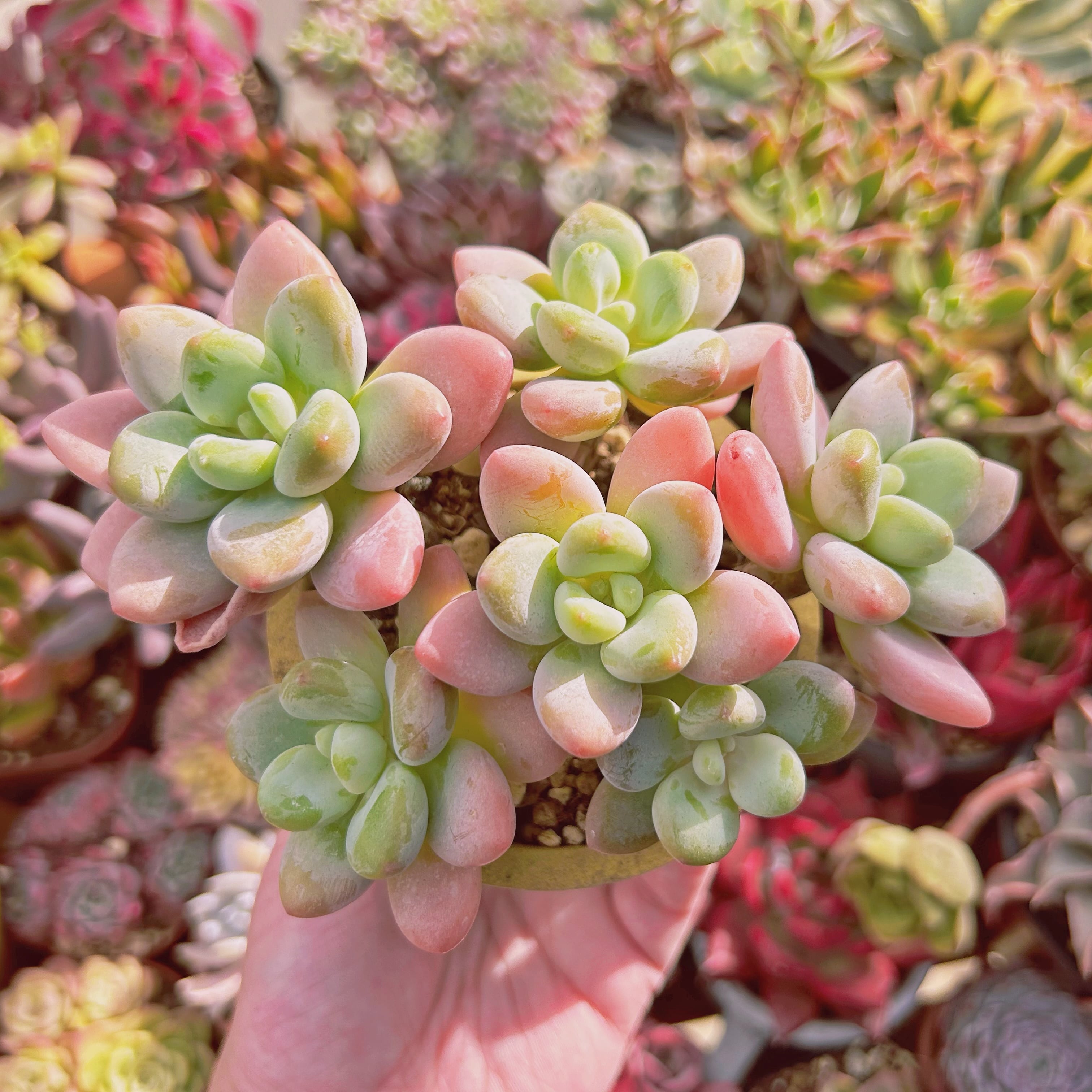 多肉植物　シャボン玉　5～7頭　特大群生