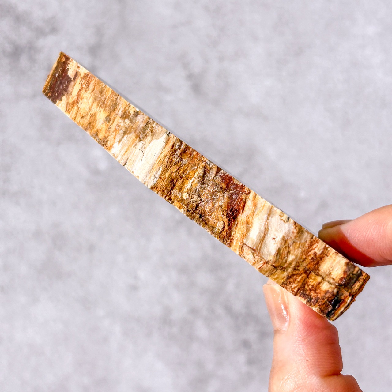 ペトリファイドウッド 01 プレート * Petrified Wood * 天然石