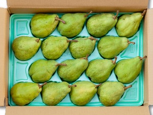 ル・レクチェ　ルレクチェ　約5kg　洋ナシ　西洋なし