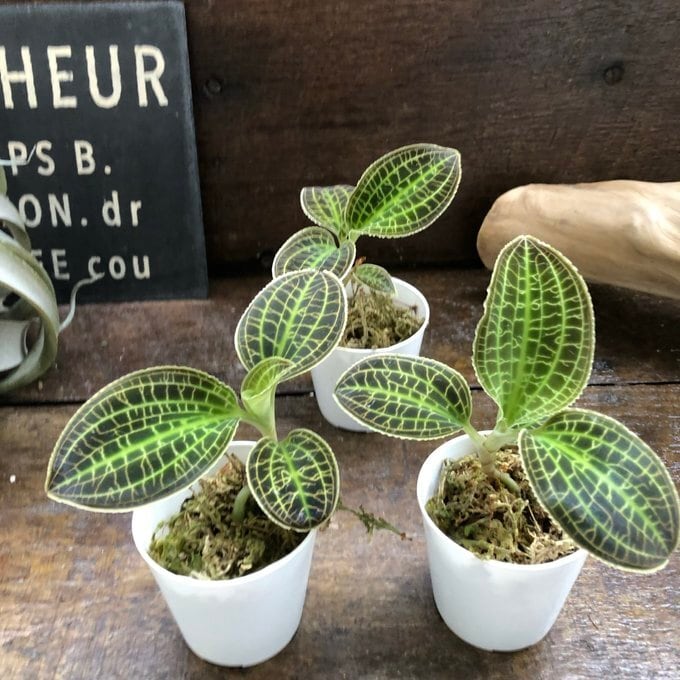 ジュエルオーキッド マコデス サンデリアナ サンデリアーナ】 宝石蘭 ジュエルオーキッド マコデス | 植物の店ベリー