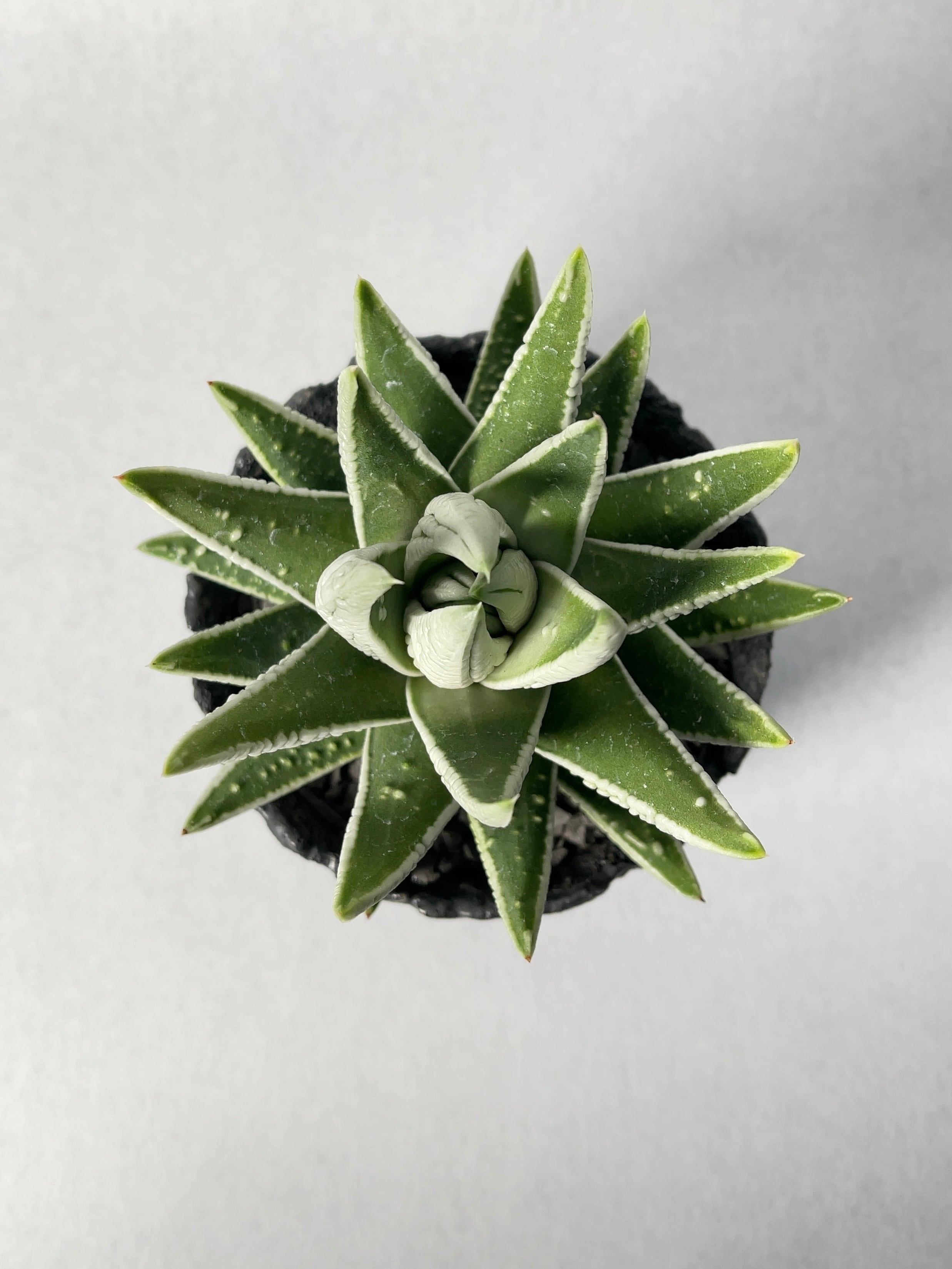 多肉植物 ハオルチア 皇帝錦