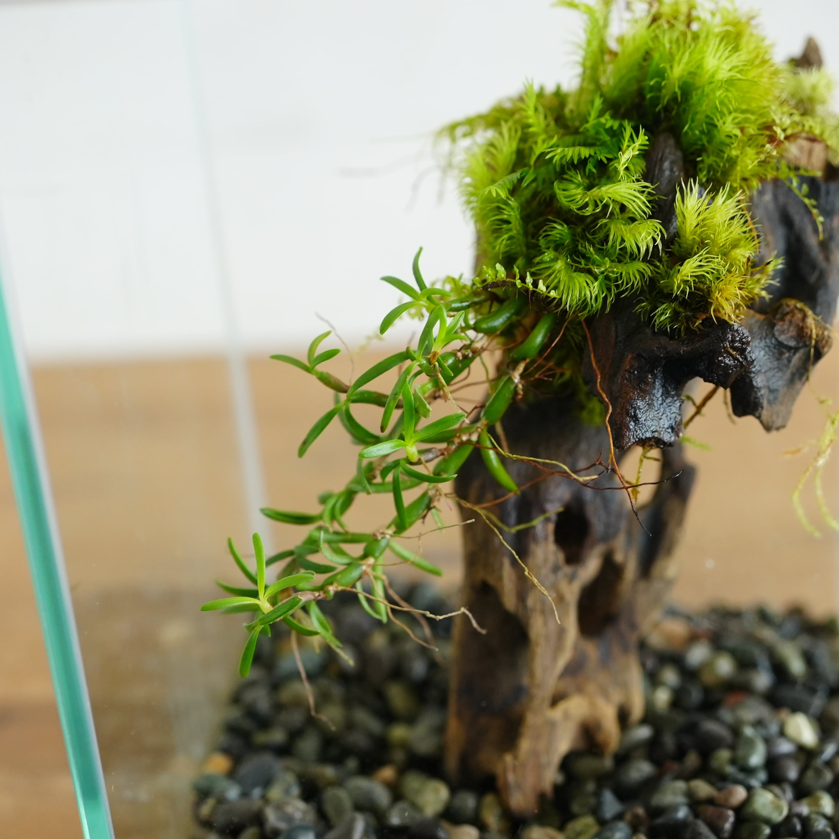 蘭とコケの流木着生◇限定作品 7.22＃4 | 苔テラリウム専門ショップ道草