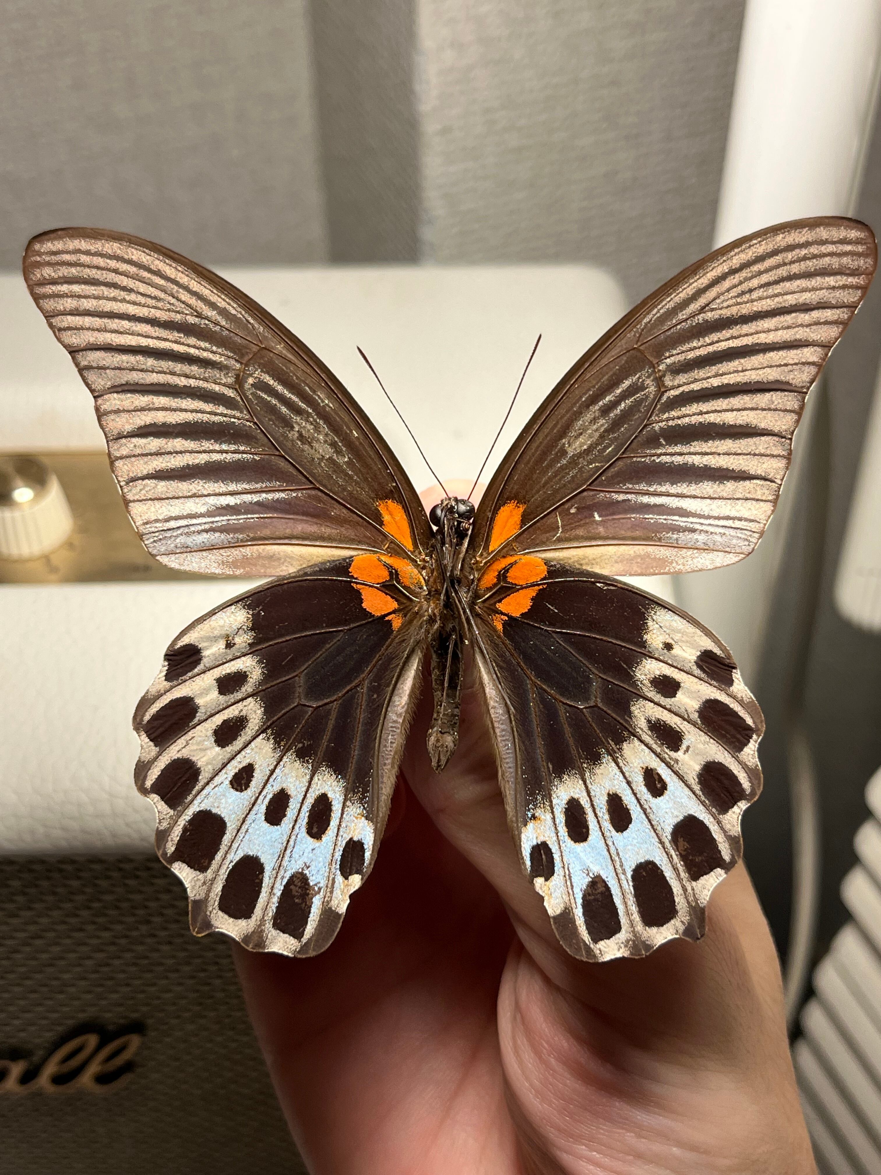 ナガサキアゲハ 外国産蝶標本 標本 野外採集品 モルフォ スルコスキー