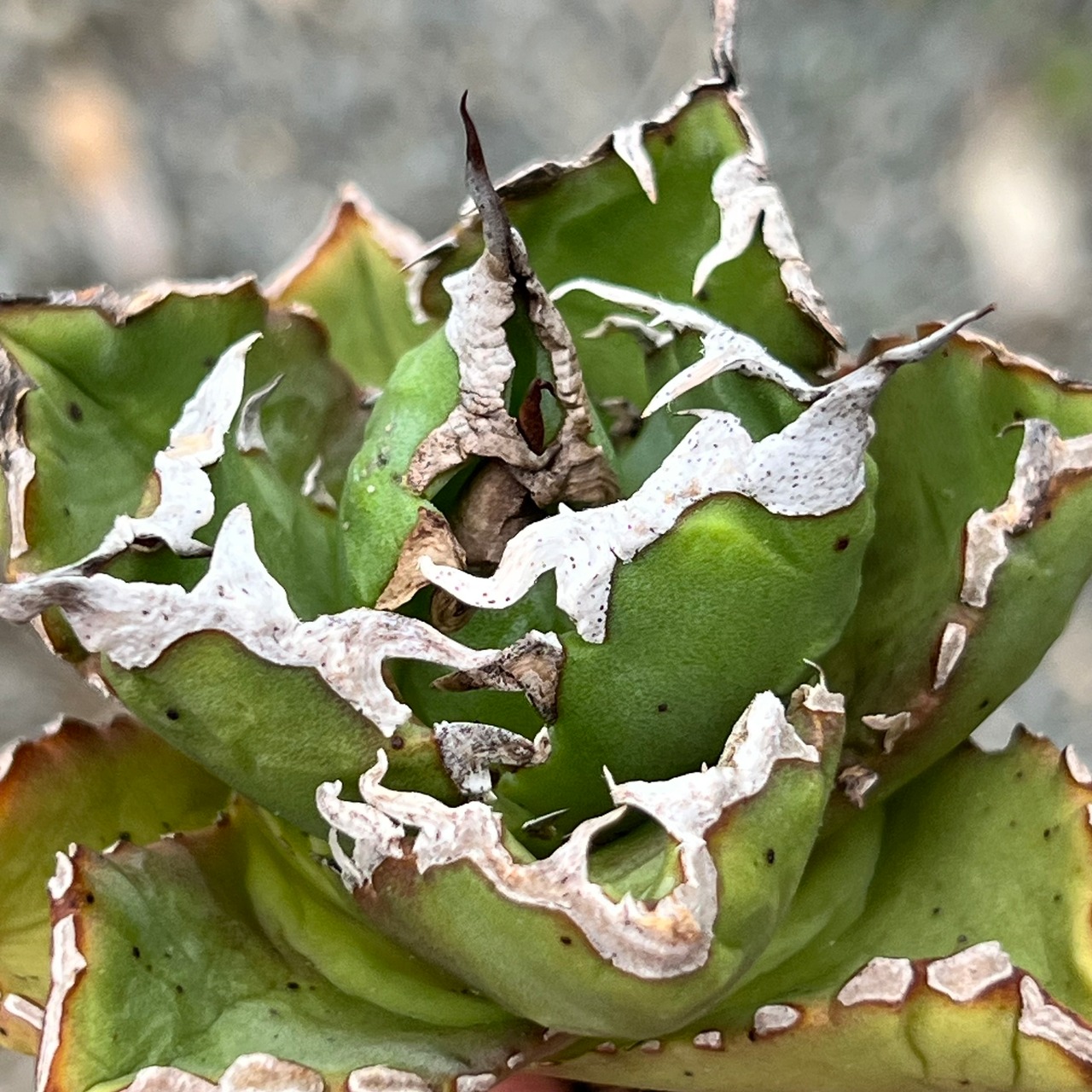 Agave titanota 狂鯨 台湾株 ①