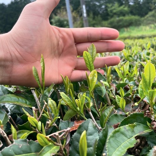 まつちの手揉茶 100g（2024年新茶）