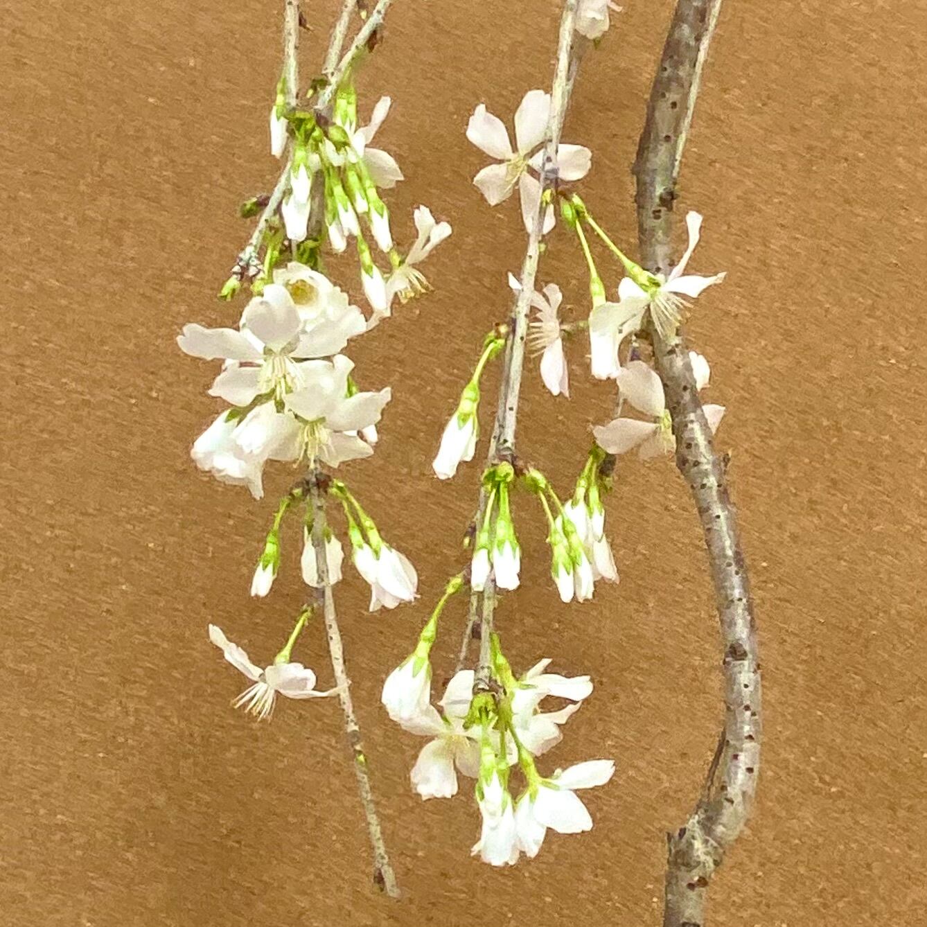 しだれ桜 盆栽（鉢：越前文山 黄釉飛び辰砂） | BONSAI Labo ウエブ