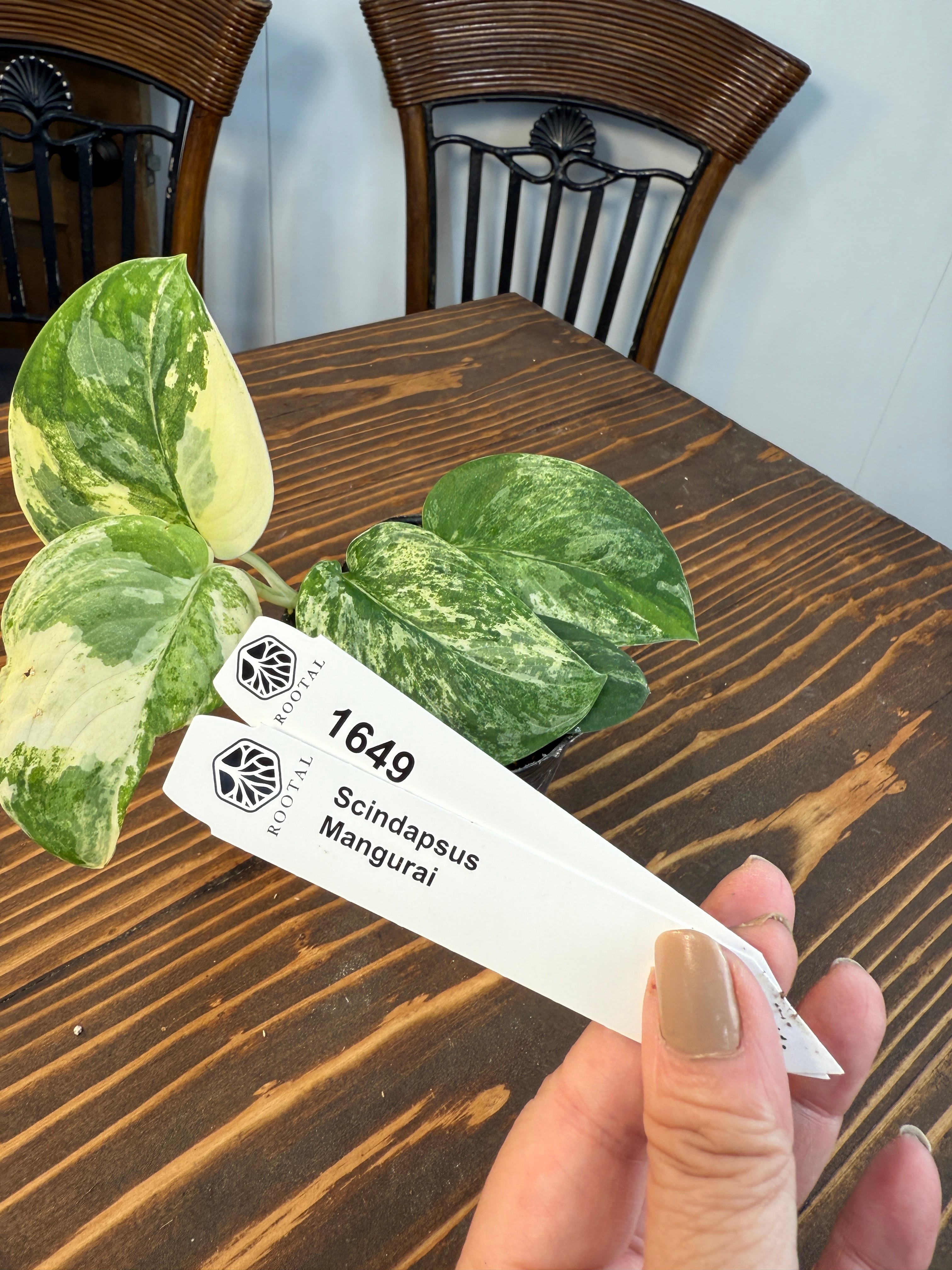 スキンダプサス | ROOTALPLANTS