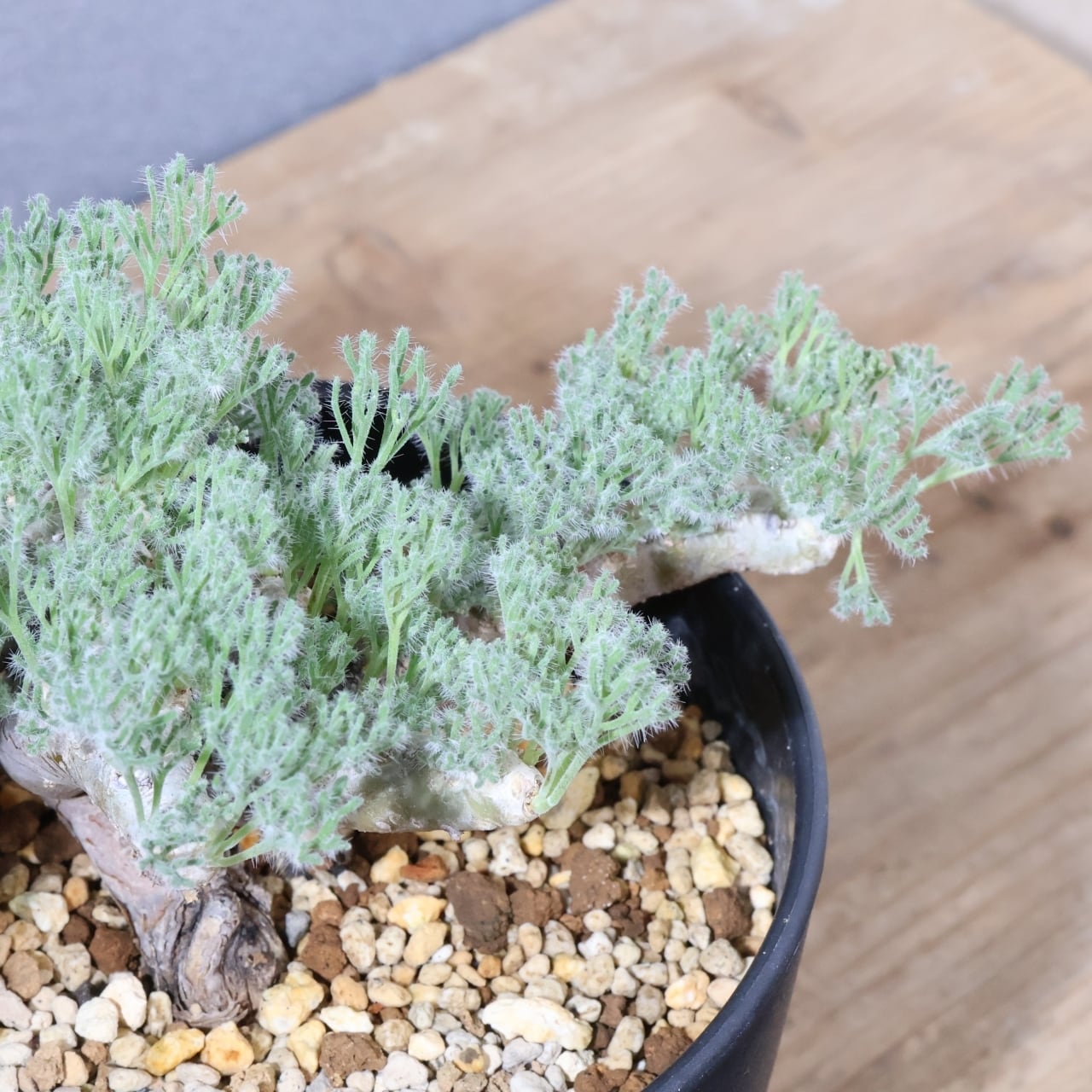 363 そのギャップにやられる『サルコカウロン ムルチフィダ