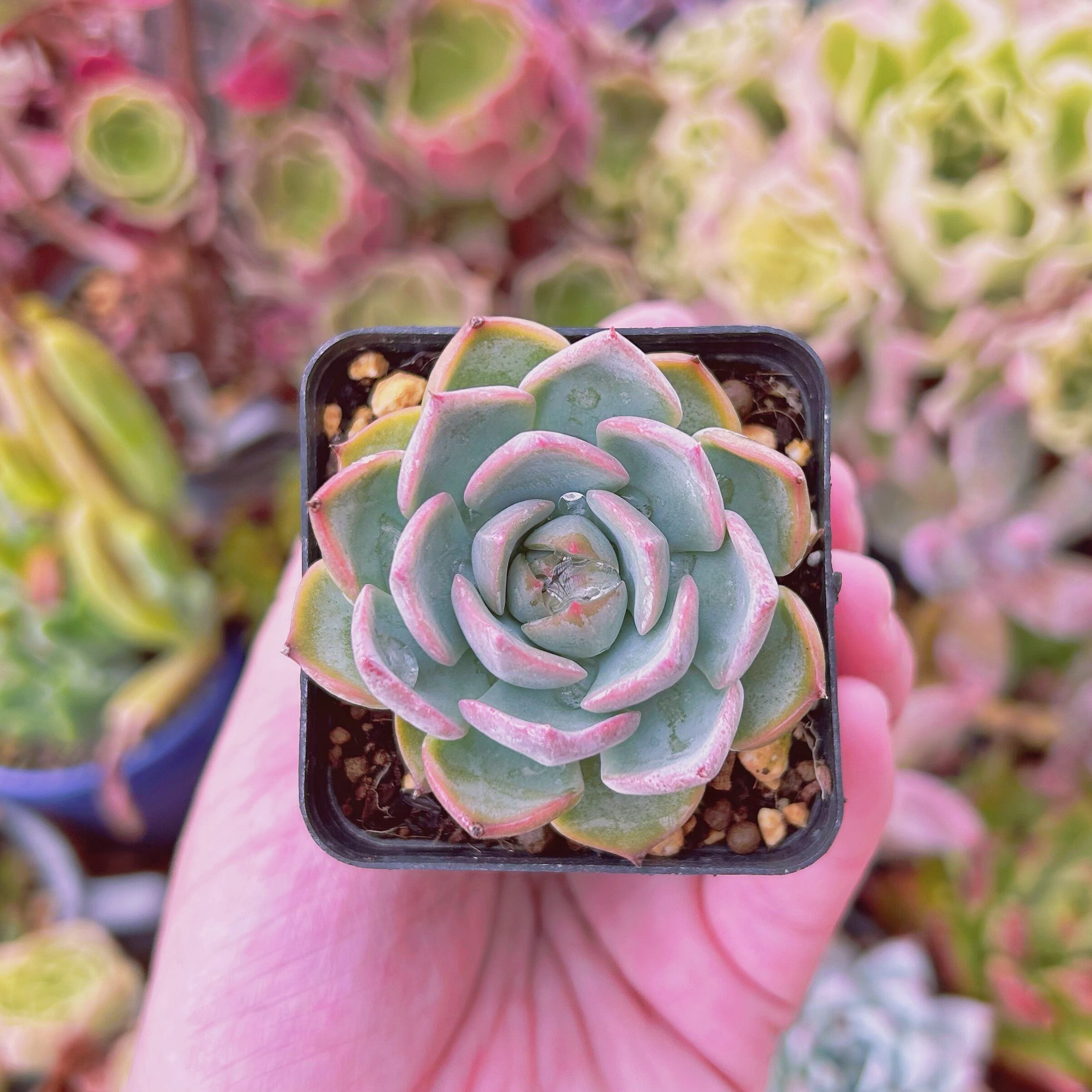 現物　多肉植物　キャロリン　抜き苗