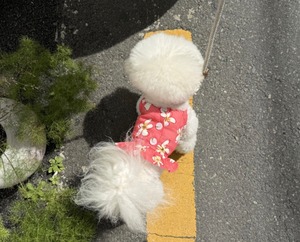 【THEREST OF LIFE】HAWAIIAN FLOWER OPS(red)