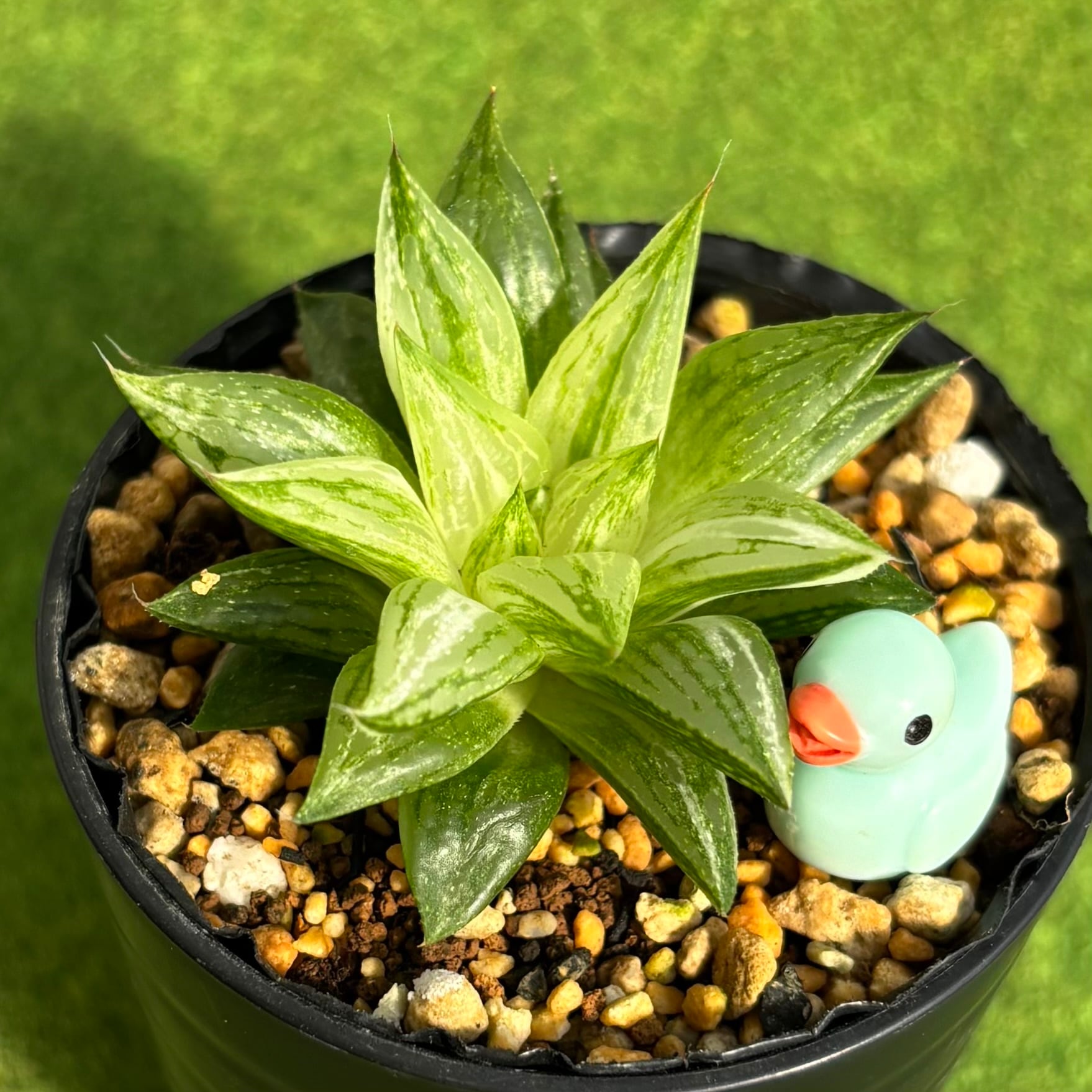 多肉植物 豆彦商店