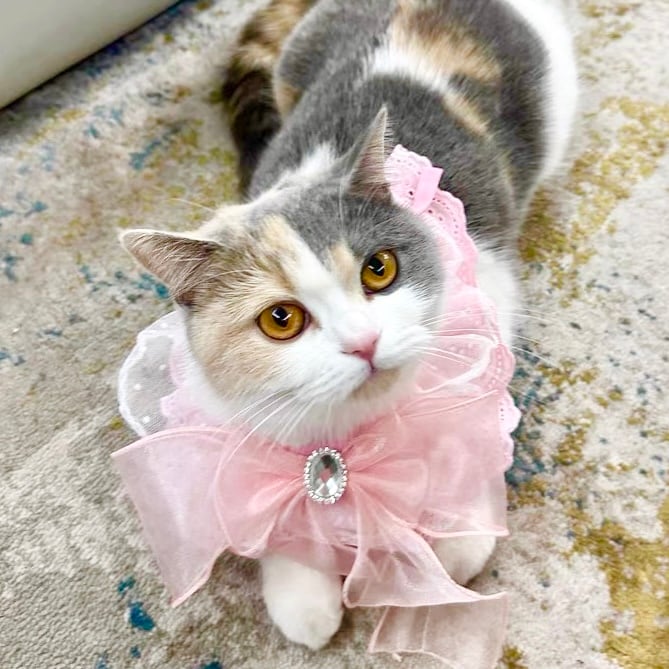 オーガンジーピンクリボン 猫 エプロン 付け襟 リボン | nyanpets 猫