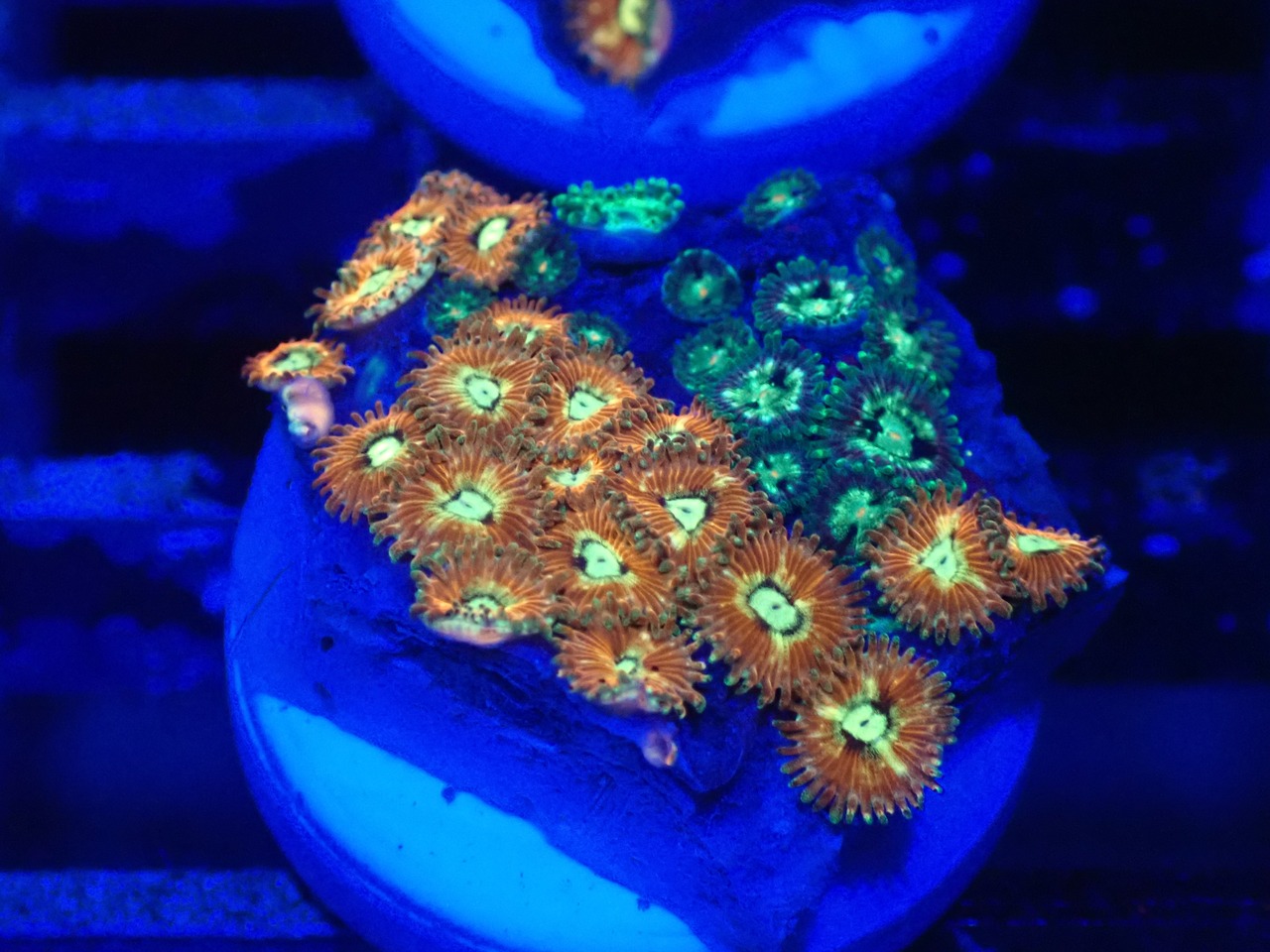 Zoanthus RareColor 11