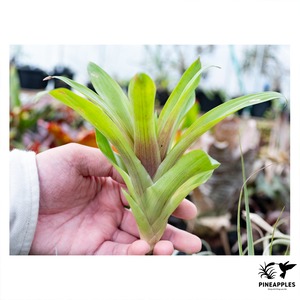 Guzmania cerrohoyaensis