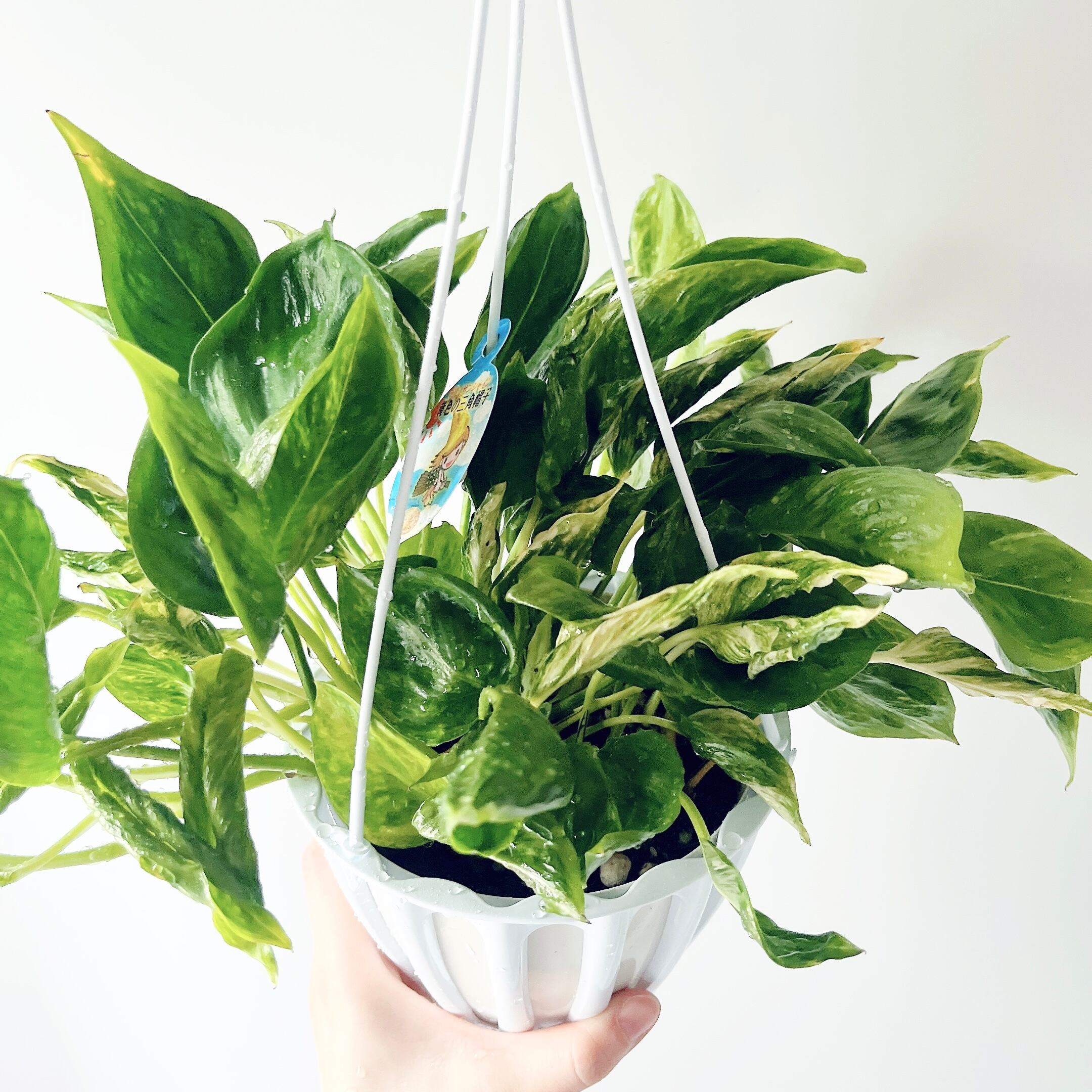 テルノランコントル ポトス 5号 タグ付き ボリュームあり 【公式通販】