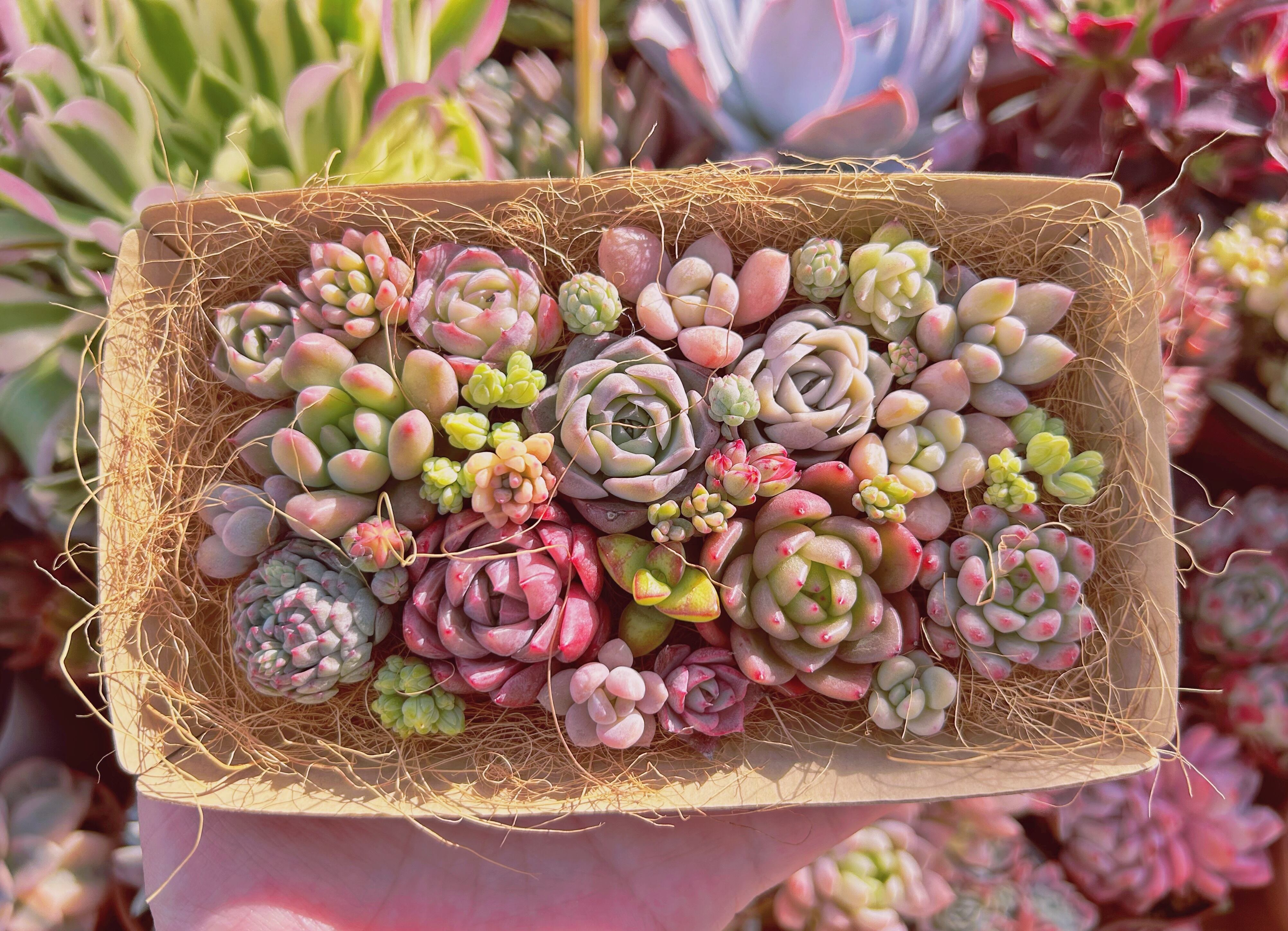 #304現物　多肉お弁当　トレーのまま発送