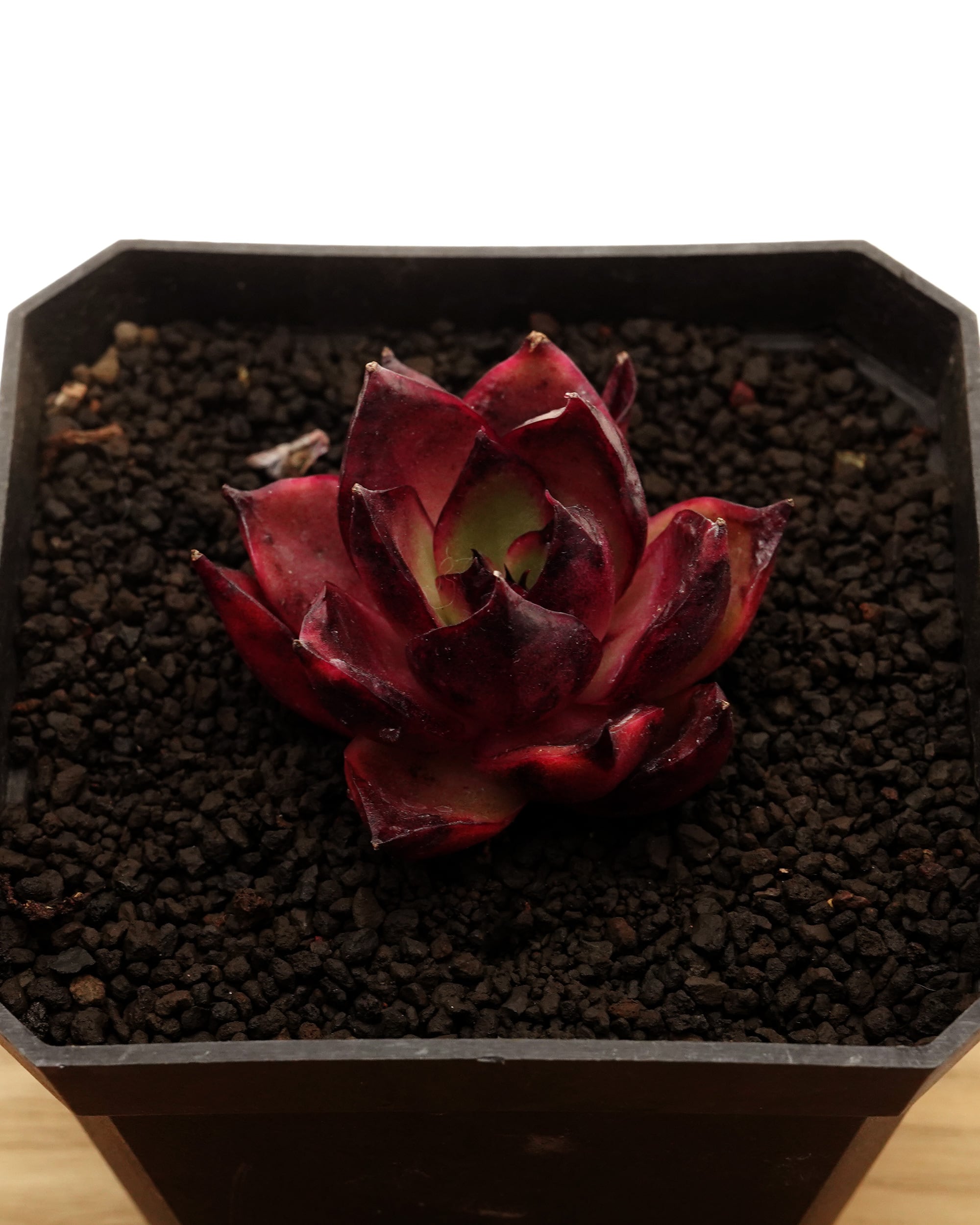 レア種・新品種 | PUKUBOOK SUCCULENTS