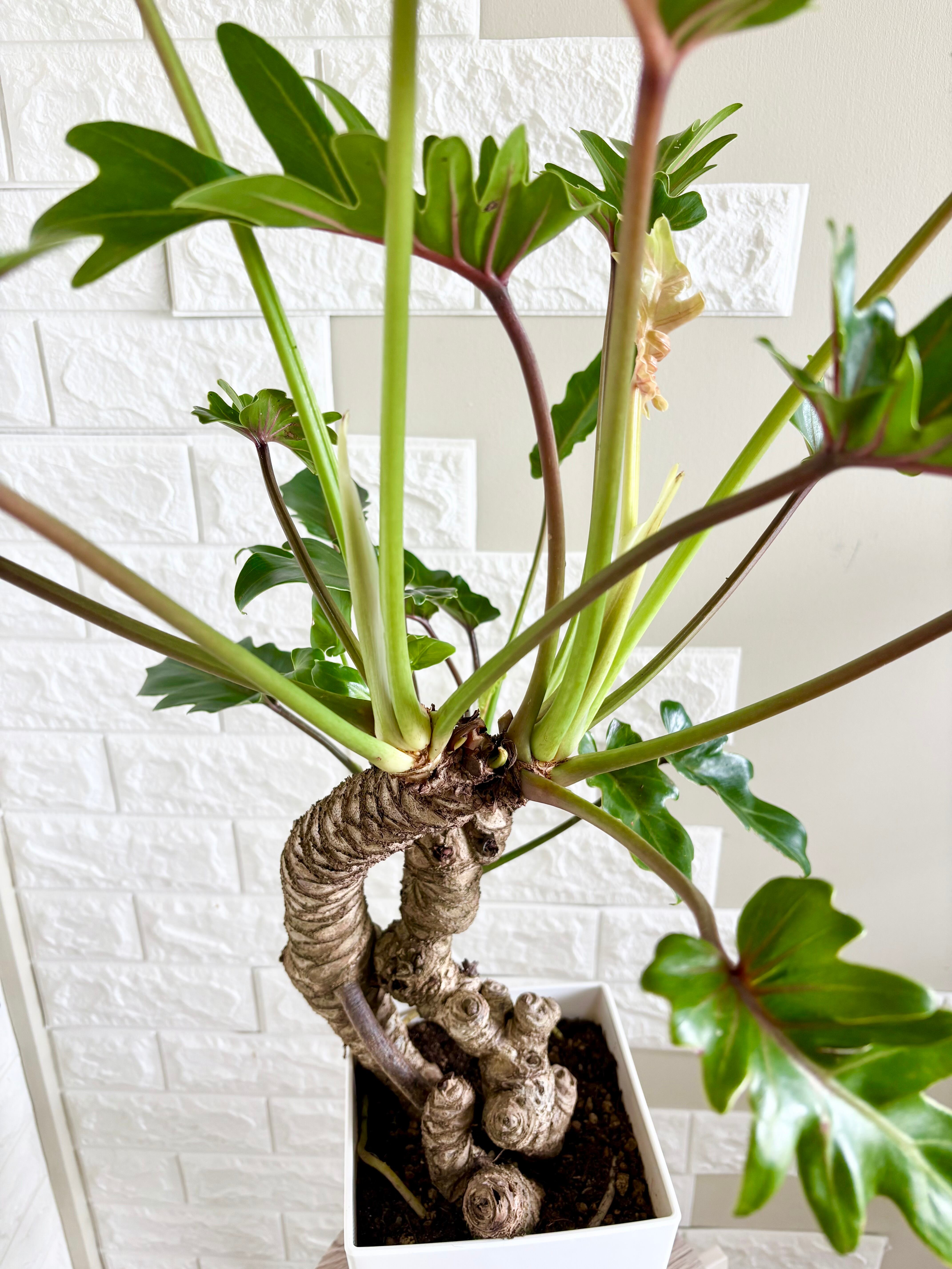 現品】フィロデンドロン クッカバラ 幹立ち 観葉植物 | 観葉植物のお店