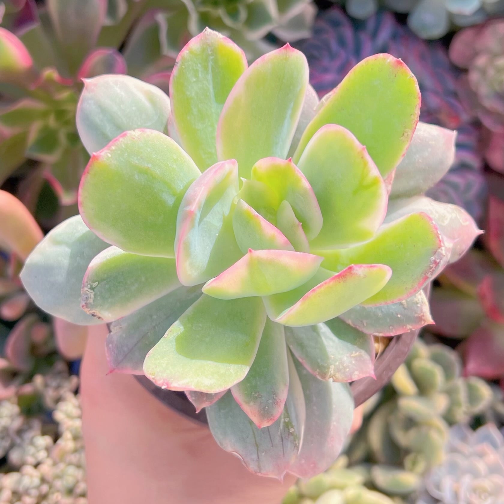 現品　ルエラ錦#A12　るる農園