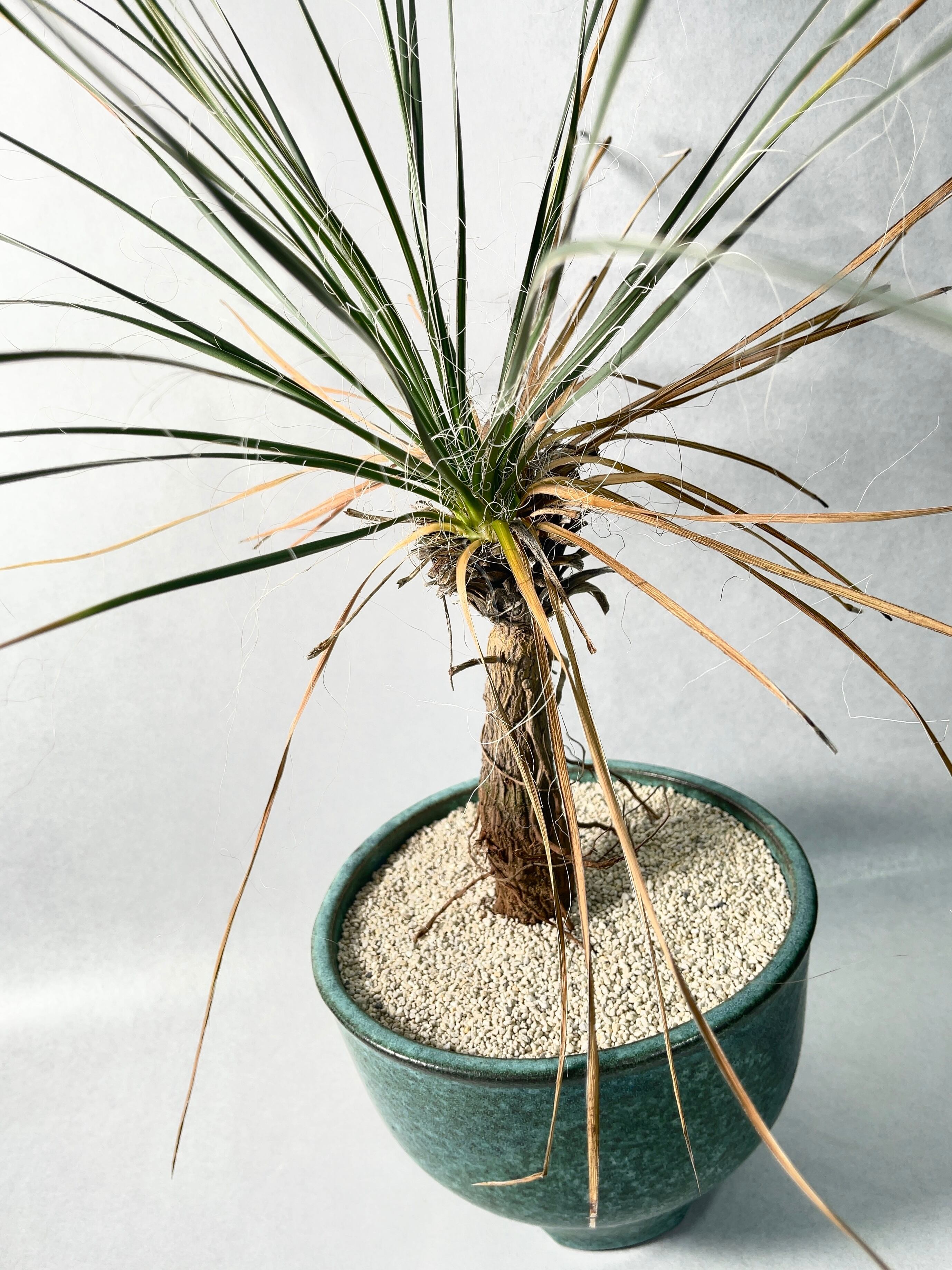 ユッカ　エラータ 植物販売】兵庫県宝塚市㈱陽春園植物場ネット ユッカ・エラータ
