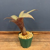 【新着3日限定10%OFF】フリーセア サンデルシー【1046】