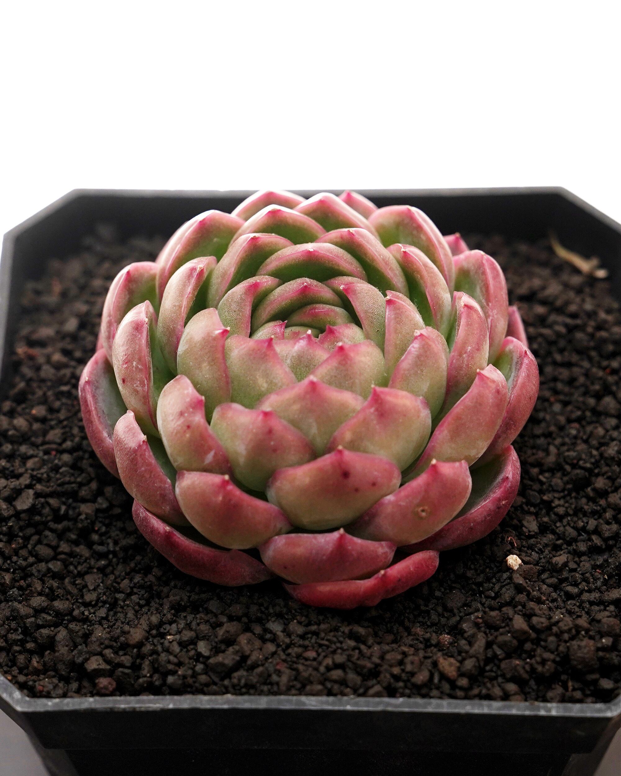 レア種・新品種 | PUKUBOOK SUCCULENTS