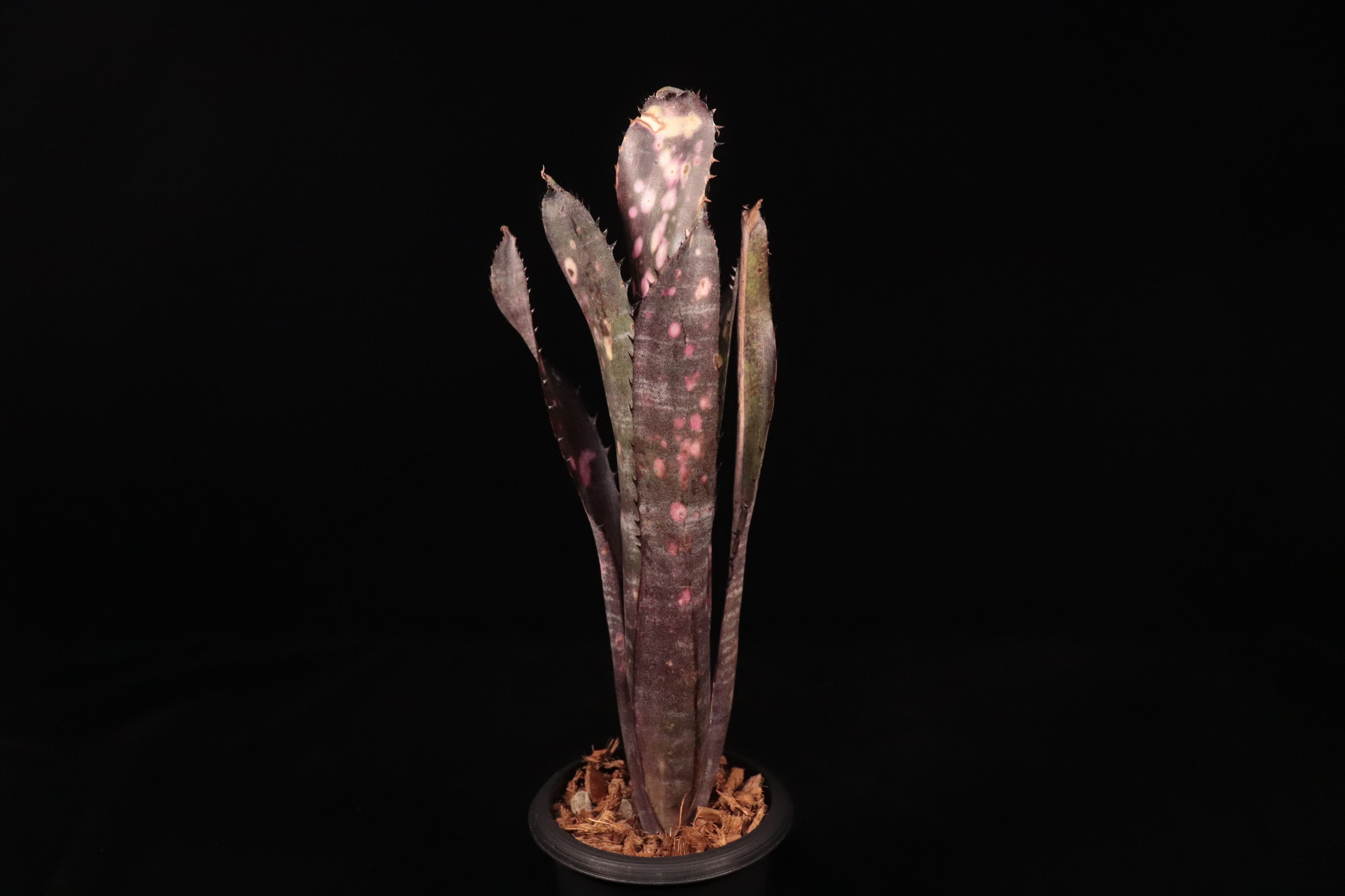 ブロメリア・エアープランツ Billbergia Kolan Pcrnle Piranha 送料無料】Billbergia 'Kolan Purple Piranha'〔ビルベルギア〕現品