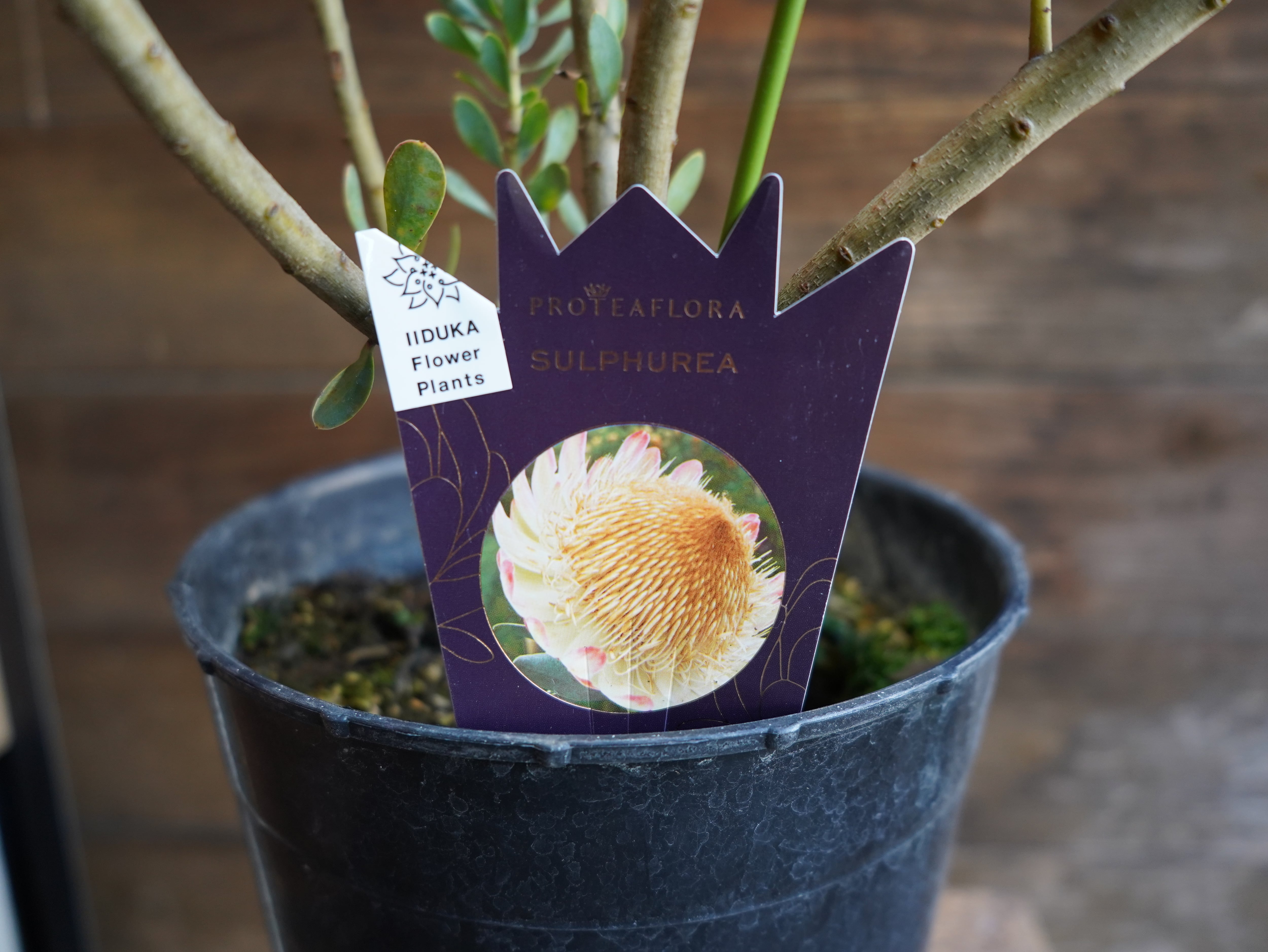 【現物】プロテア "サルフレア"