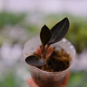 Ludisia discolor var. nigrescens / ルディシア ディスカラー ニグレスセンス③ / 観葉植物