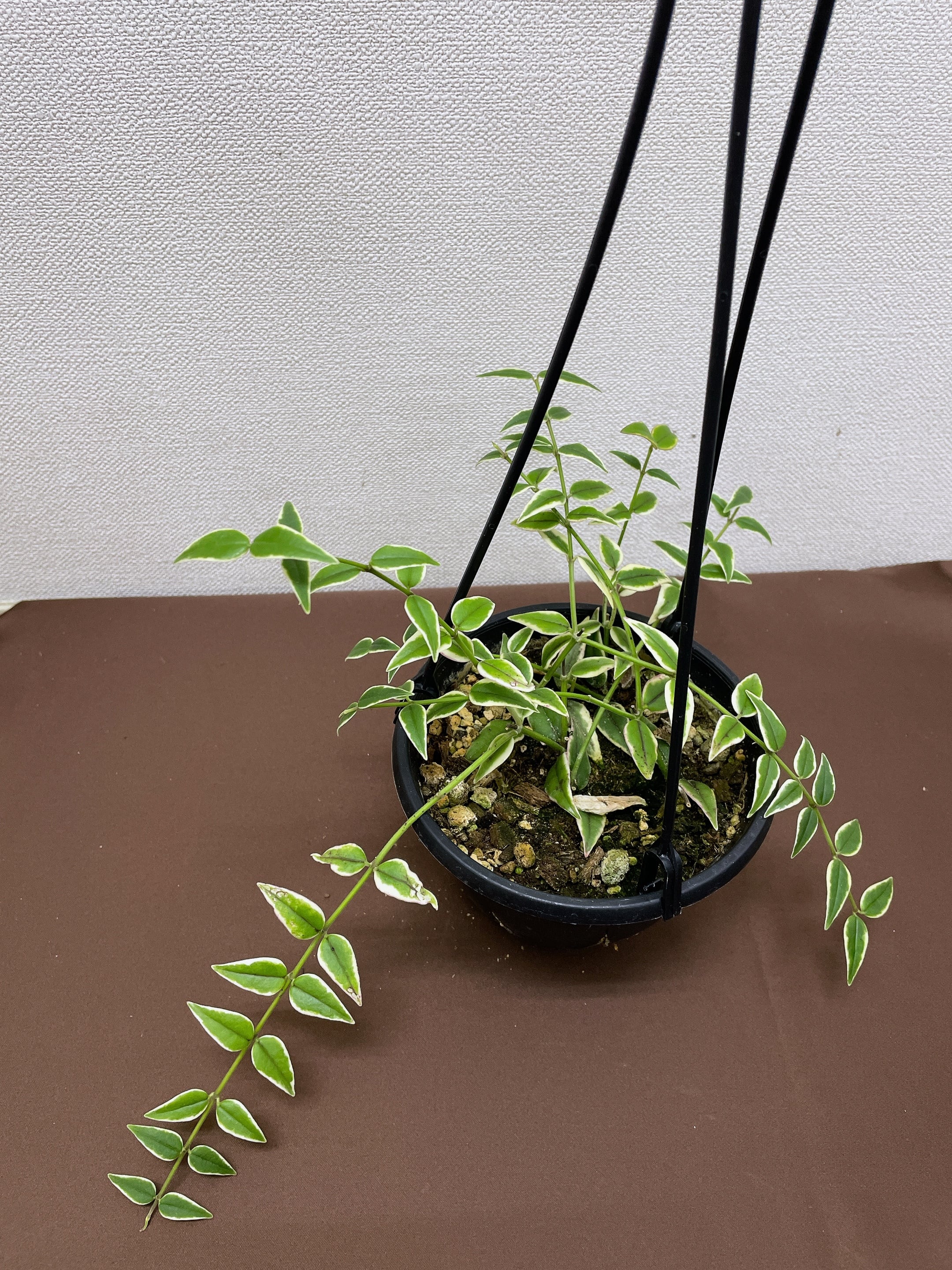 ホヤ セブンスター 斑入り 5号 | youth plants