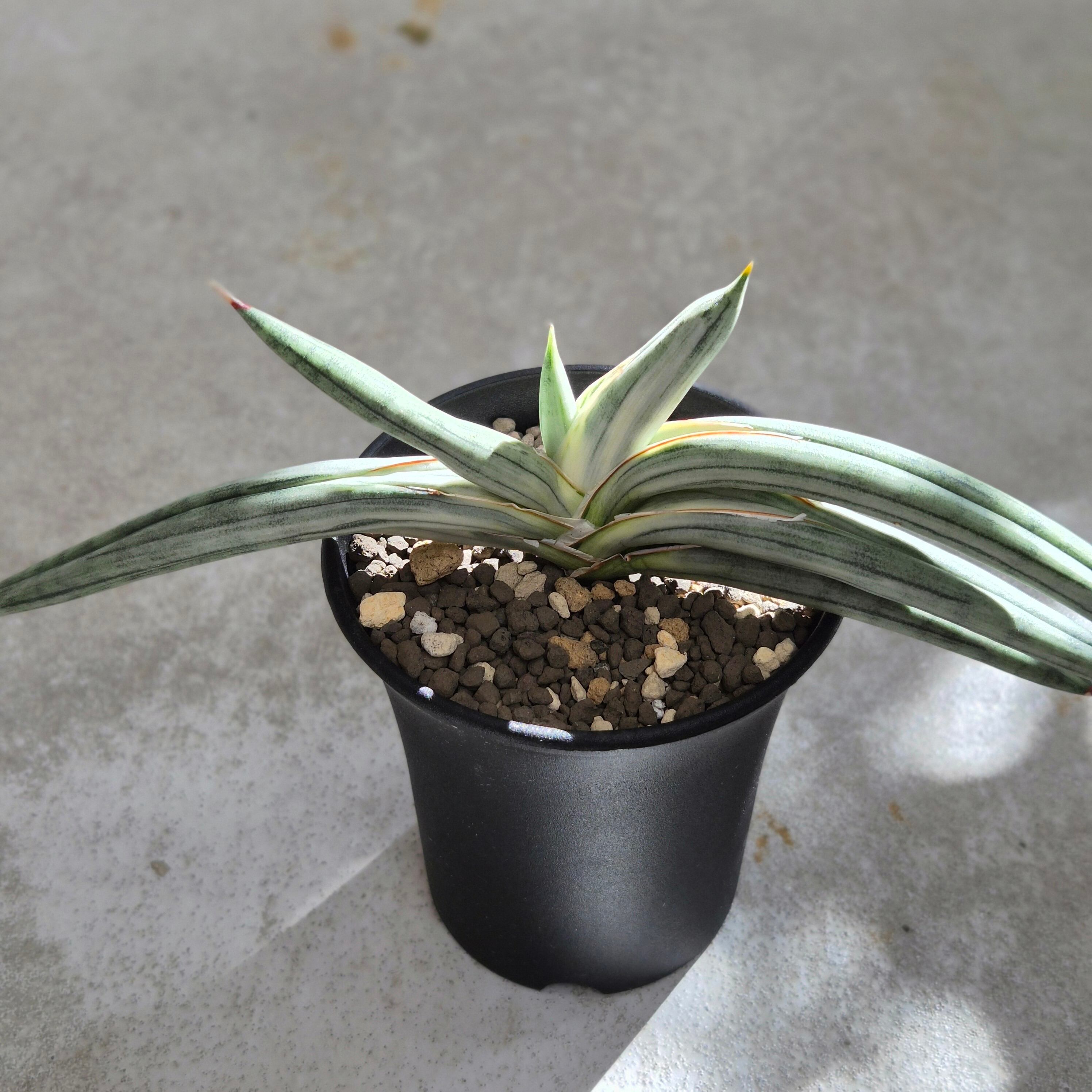 Sansevieria 'Tower Variegated' サンスベリア・タワー 斑入り | PAY ID