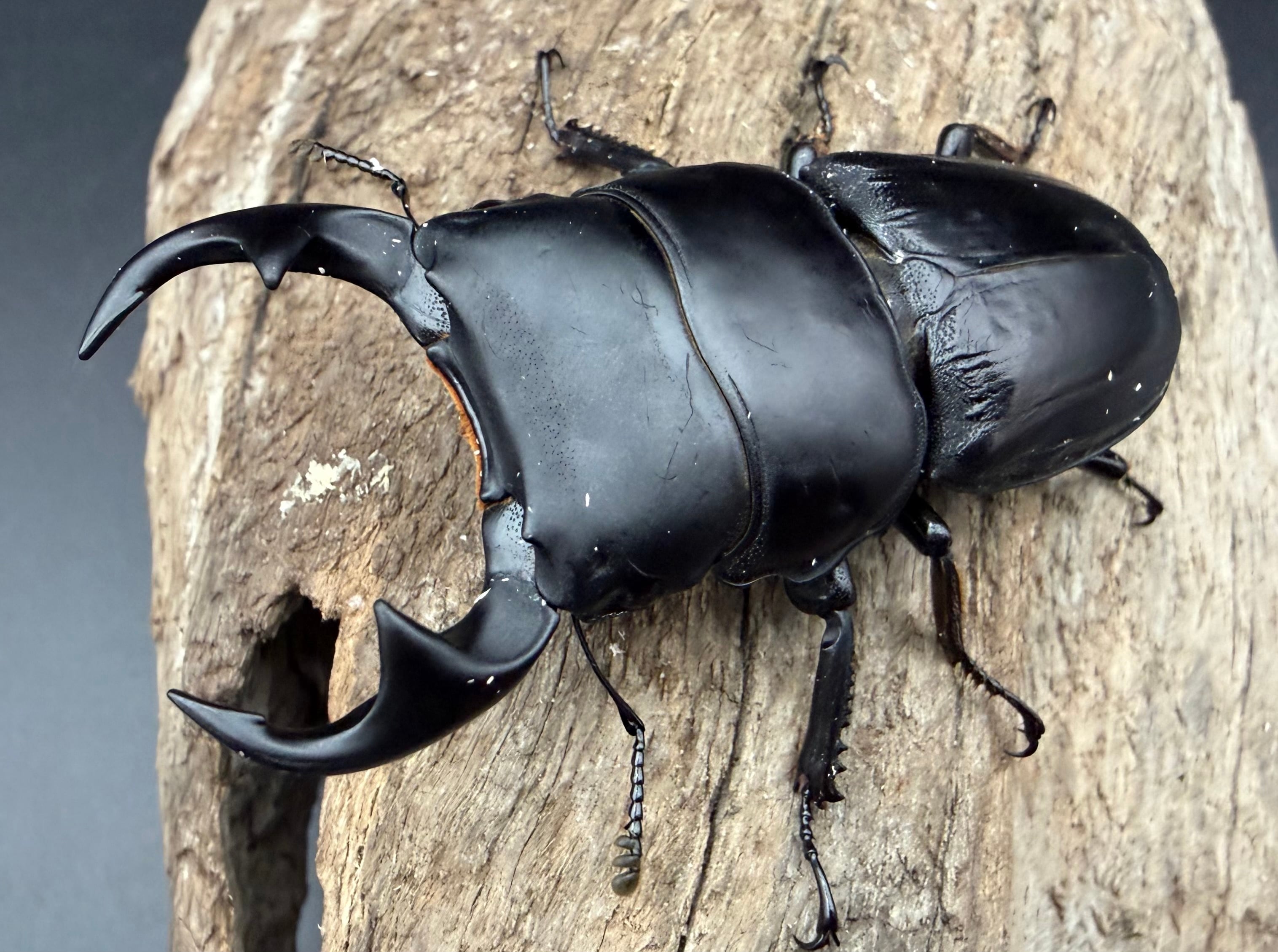 オオクワガタの仲間 | KPW公式オンラインショップ