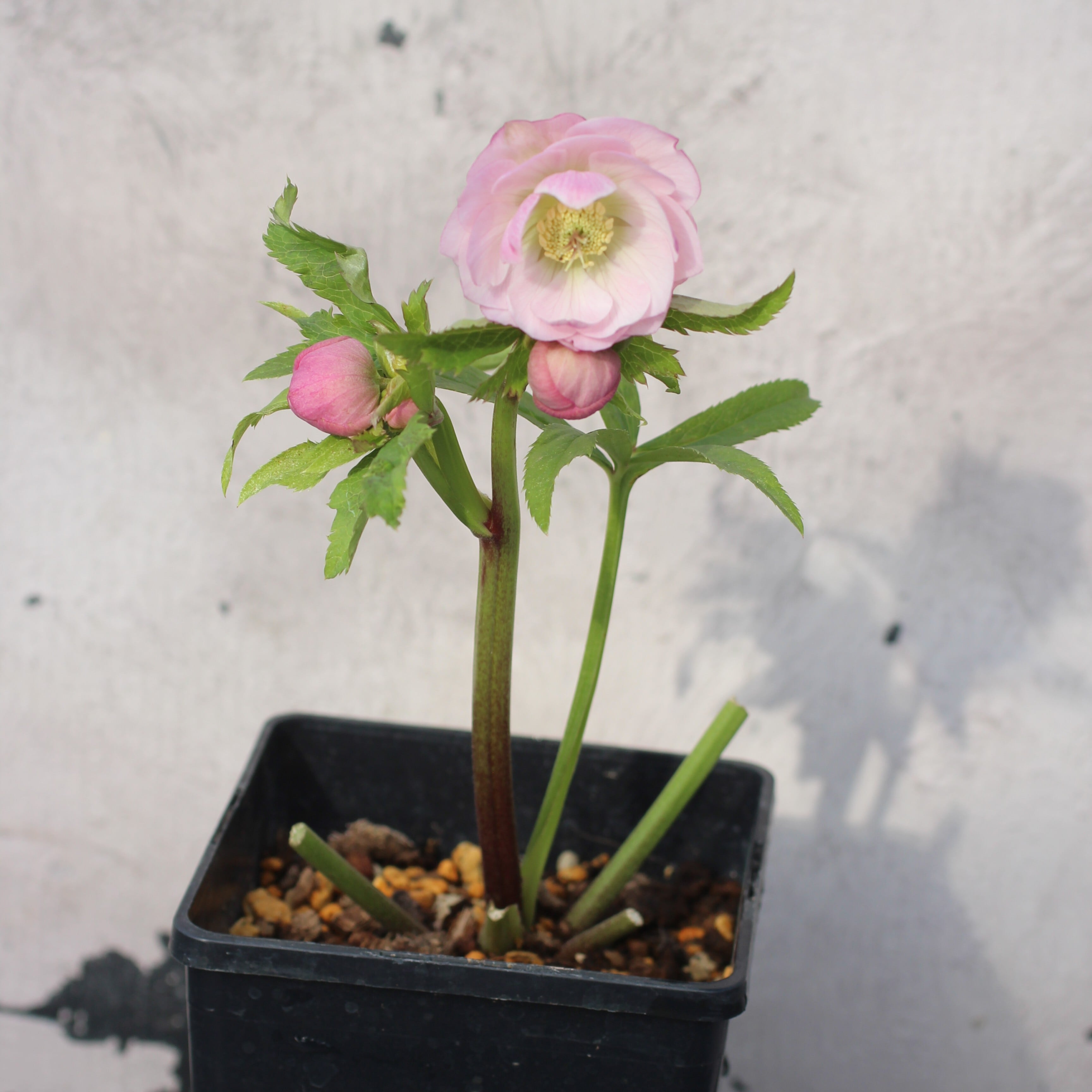 WS26-014 クリスマスローズ 桃色ダブル | CoppiceGARDEN（コピスガーデン）