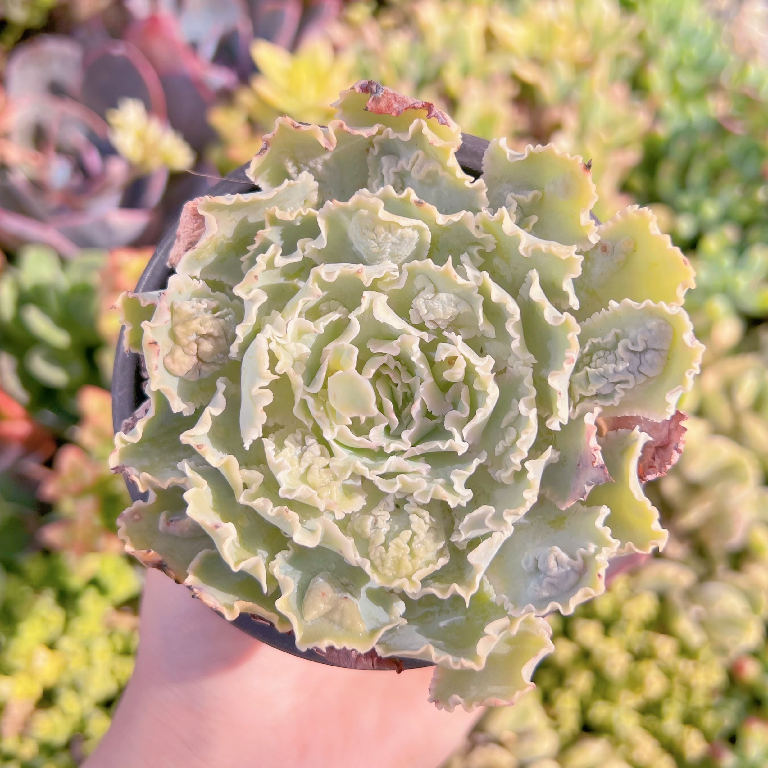 現品　祇園の舞#K122　るる農園