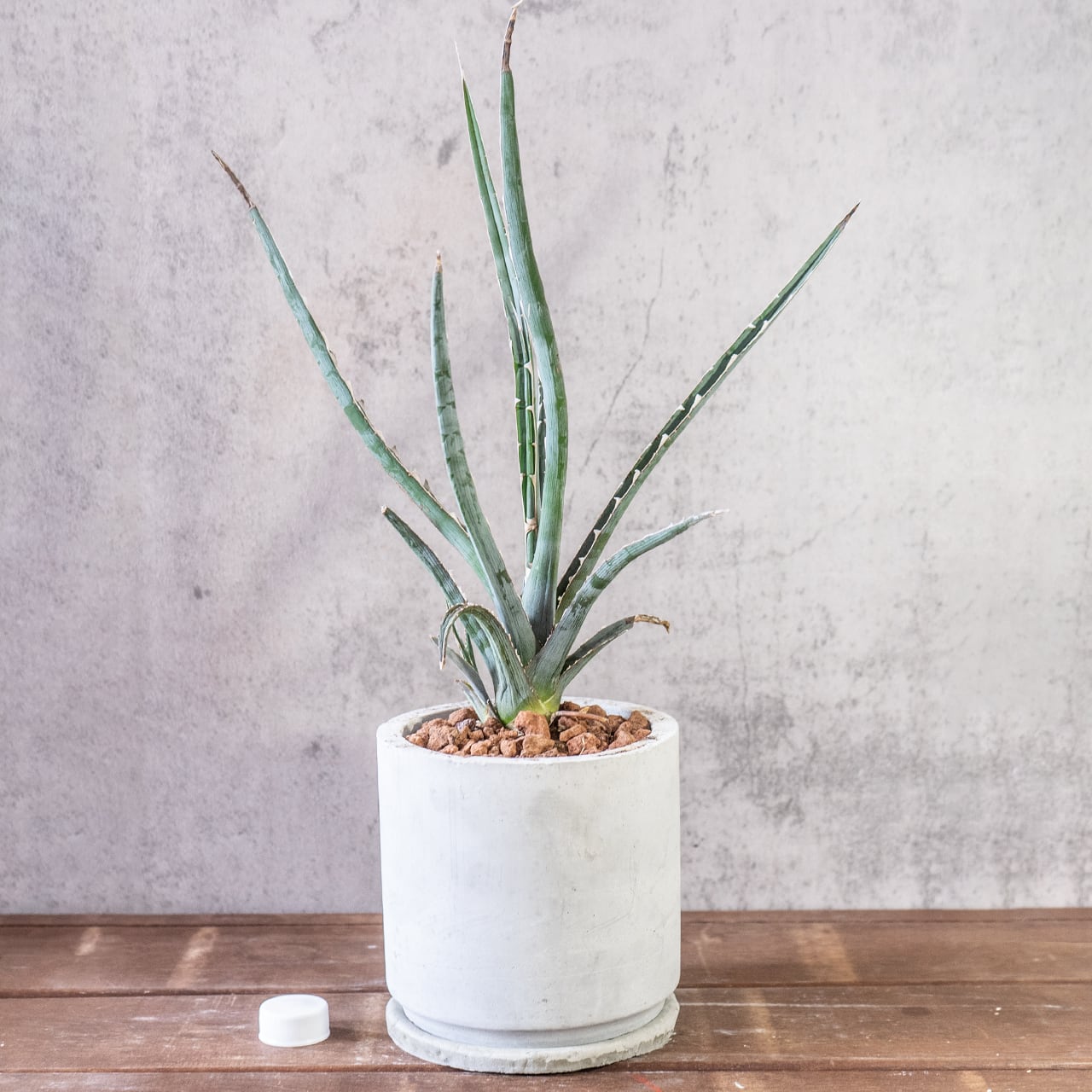 鋭い棘と細い葉が放射状に伸びるアガベ・キシロアカンサ。全長45cmの迫力ある姿を、質感の良い手づくりモルタル鉢に合わせました。|虫発生抑制|送料全国一律850円