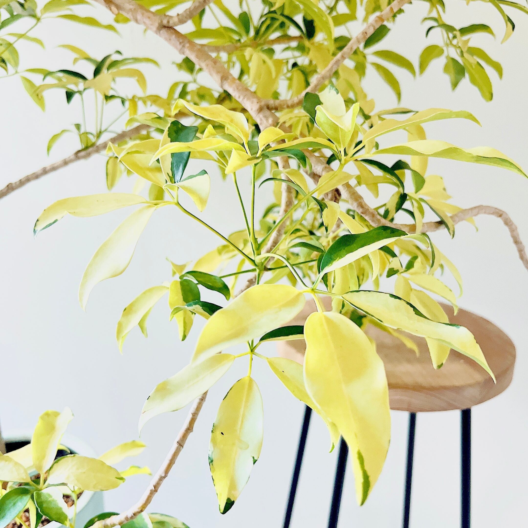 Luxury Plants】希少 シェフレラ・グランディ 斑入り 観葉植物 calm