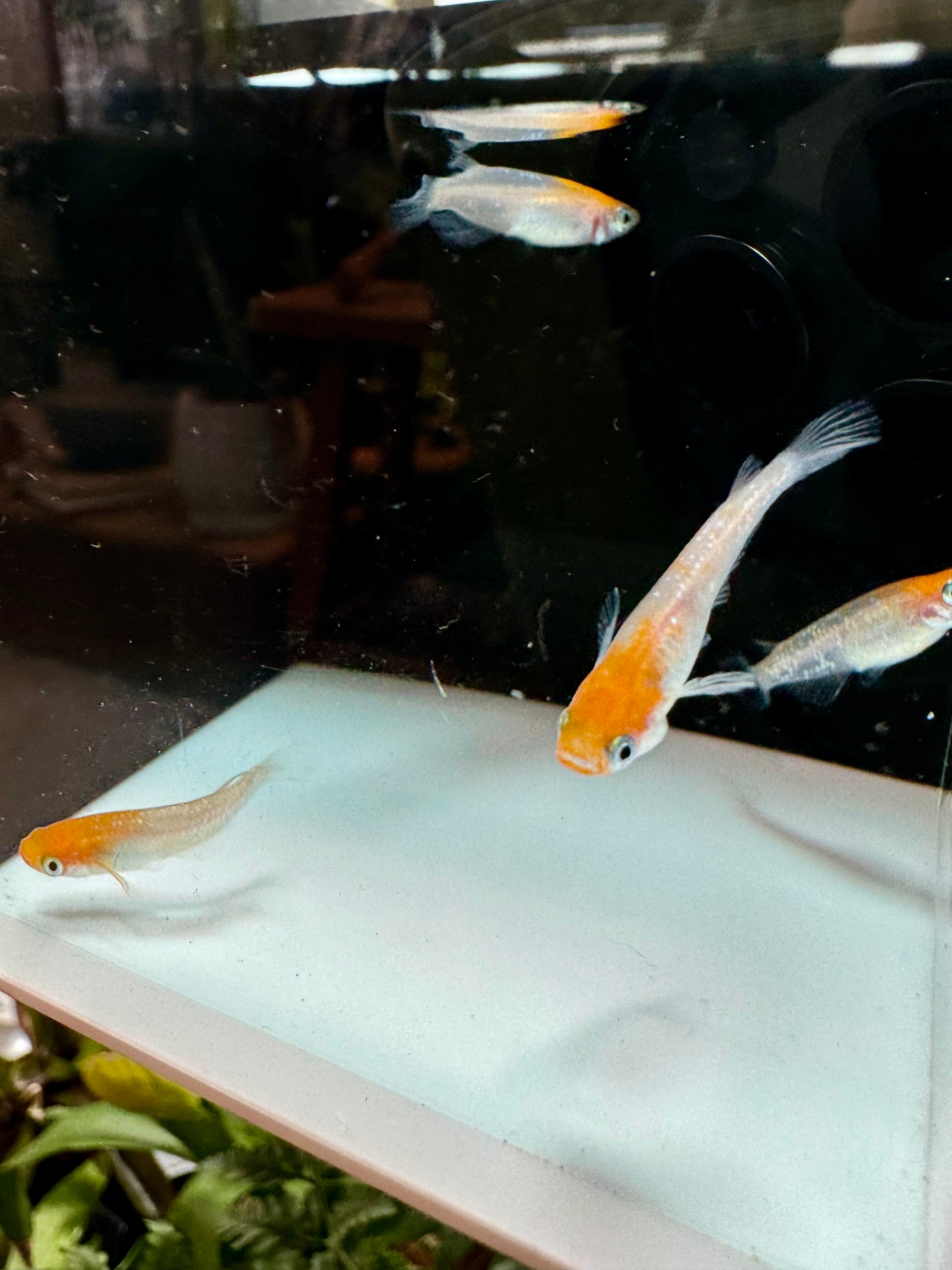 ガラス製 黒と赤の金魚 2匹セット ガラス製 黒と赤の金魚 2匹セット