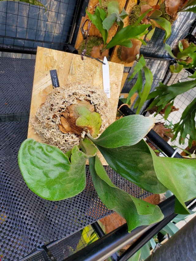 P.Vayupak 【artPLANTs】ビカクシダ/Platycerium